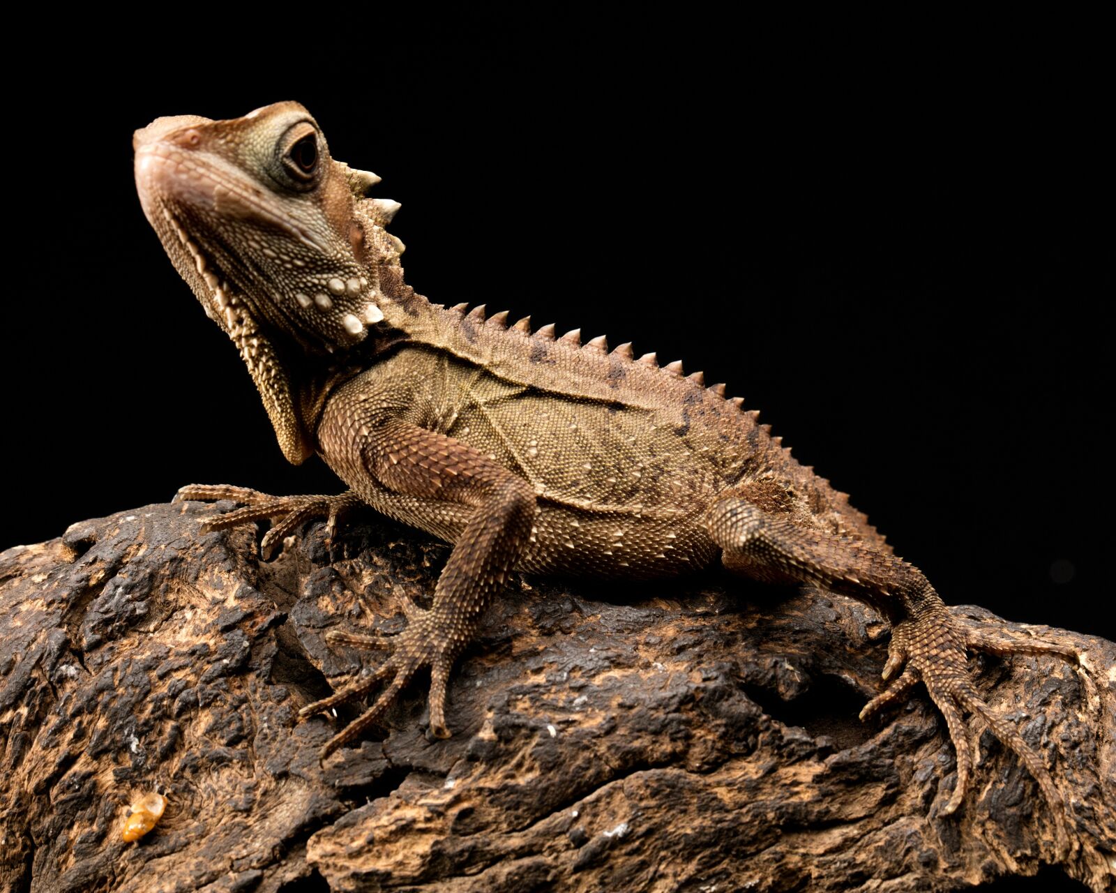 Canon EOS 5DS + Canon EF 100mm F2.8L Macro IS USM sample photo. Boyds, dragon, lizard photography