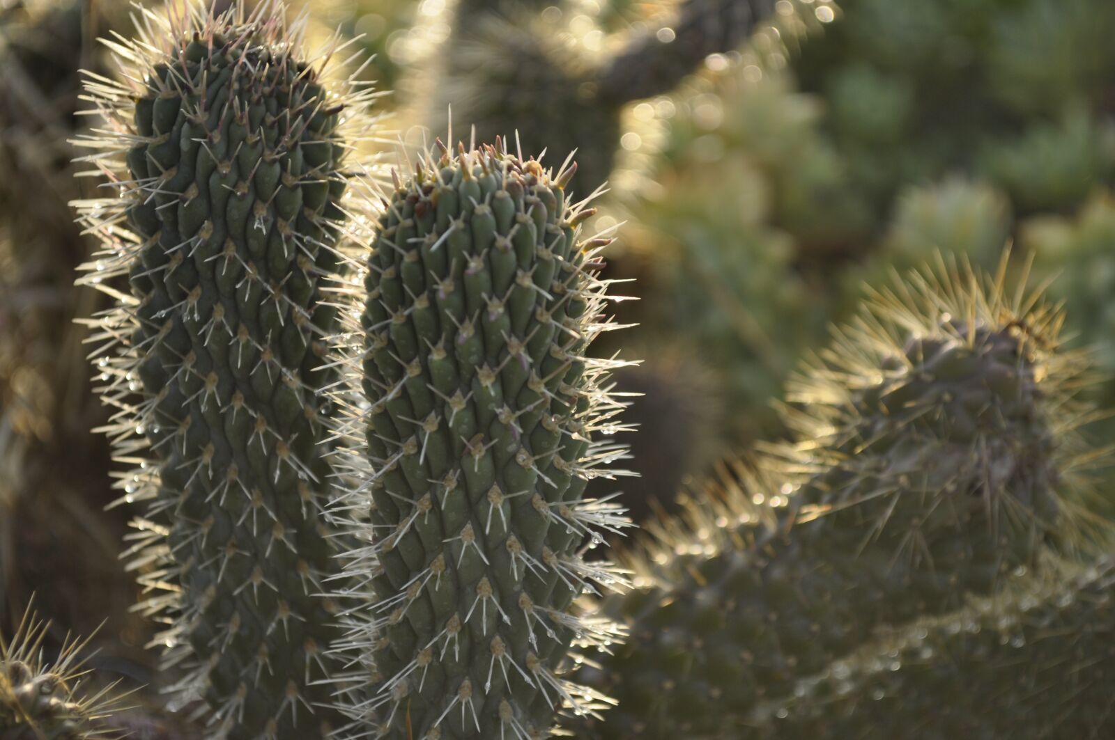 Nikon D5000 sample photo. Cactaceae, thorny, more acute photography