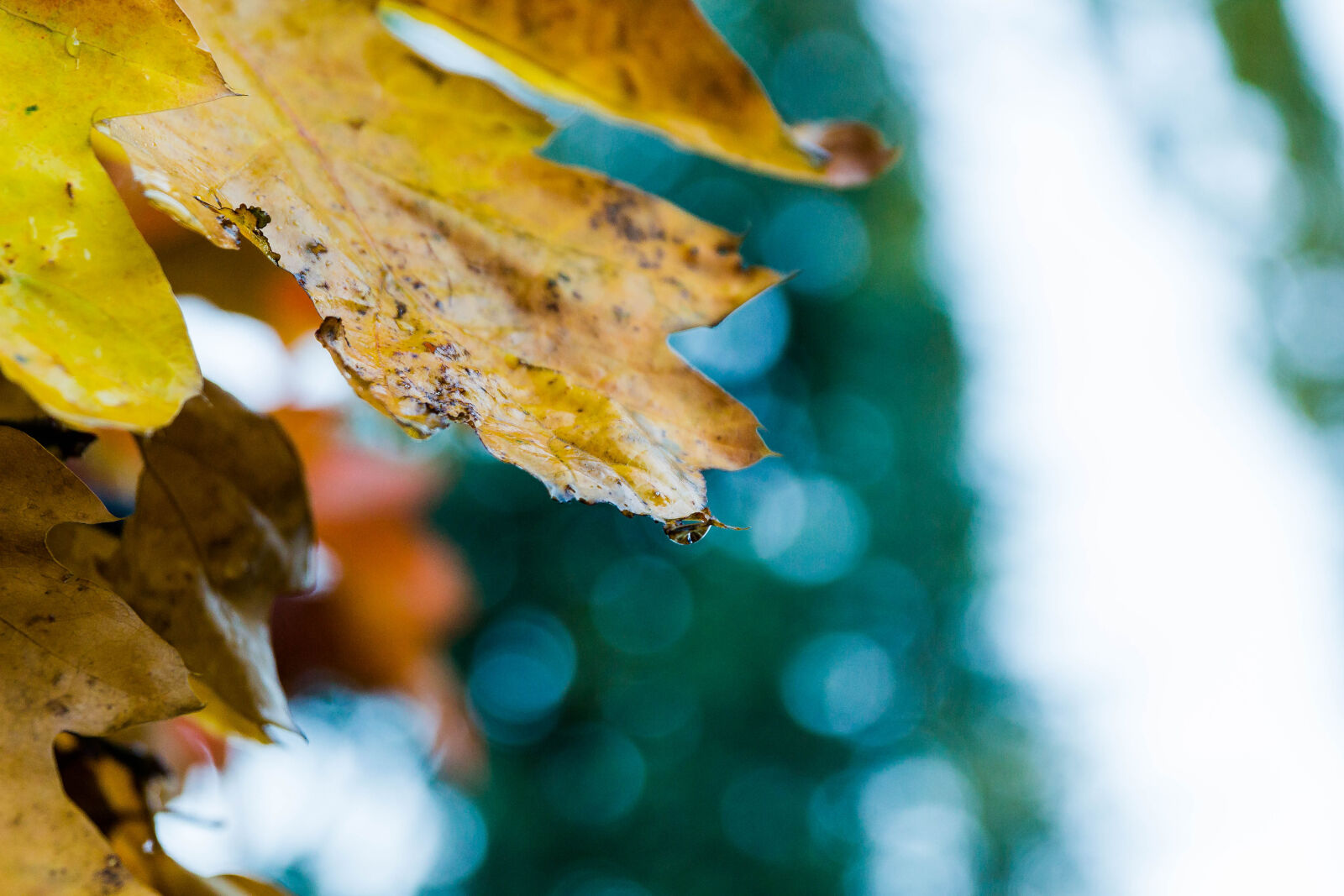 Canon EF 24-70mm F2.8L II USM sample photo. Accrochee, arbre, automne, drop photography