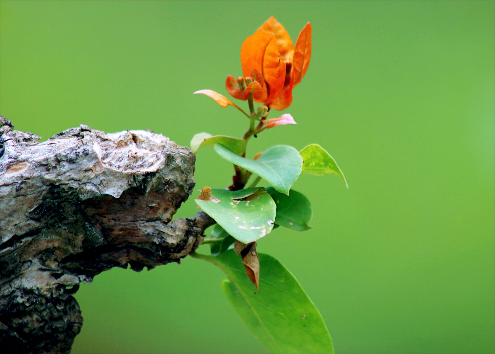 Canon EOS 70D sample photo
