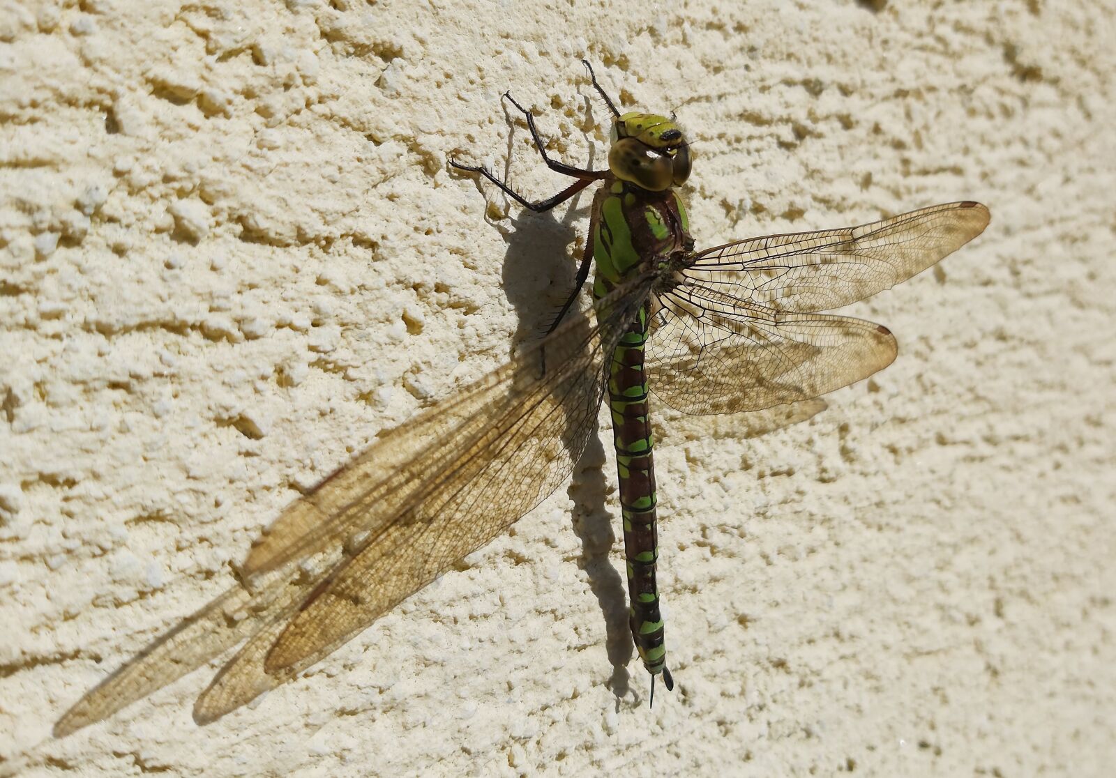 Samsung Galaxy A70 sample photo. Dragonfly, insect, wings photography