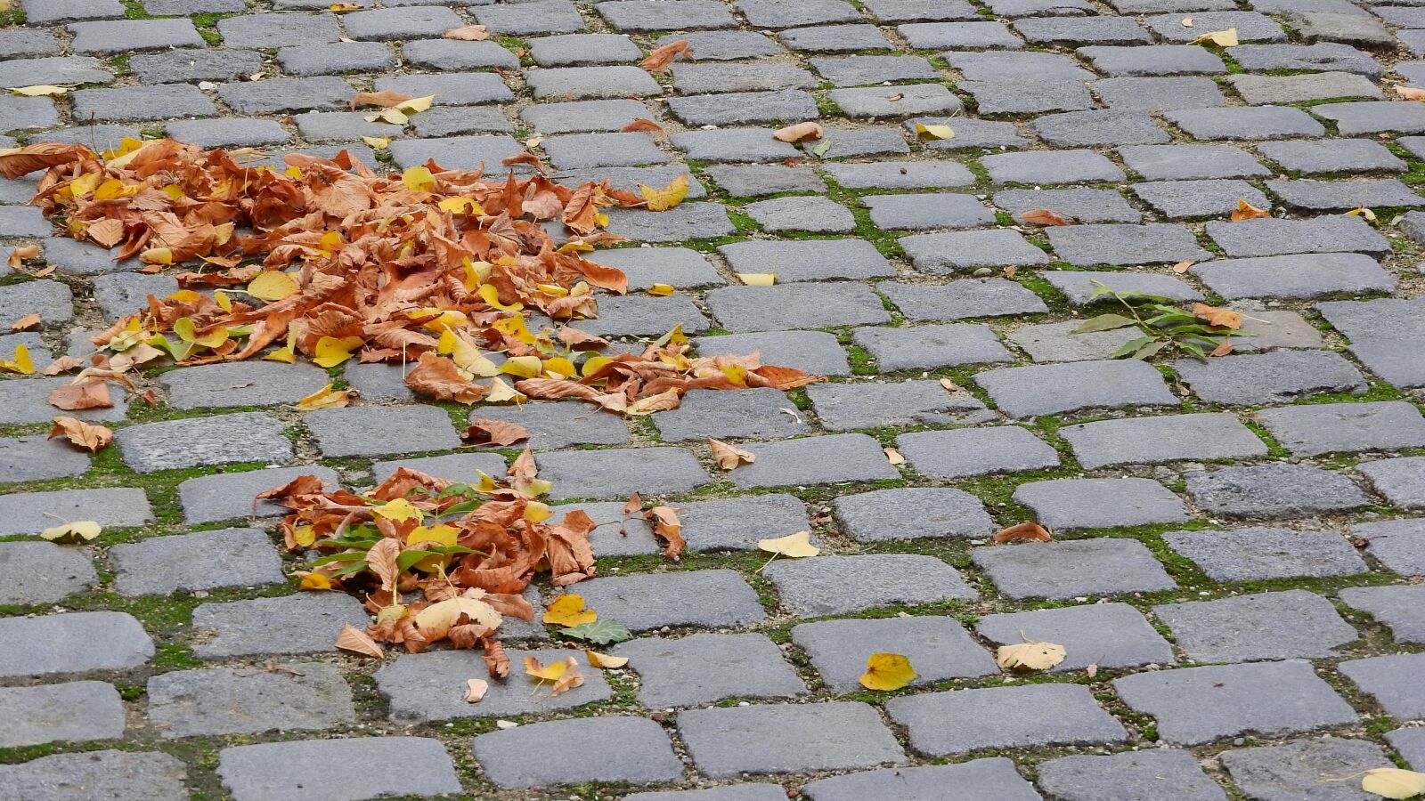 Nikon Coolpix P610 sample photo. Fallen leaves on the photography