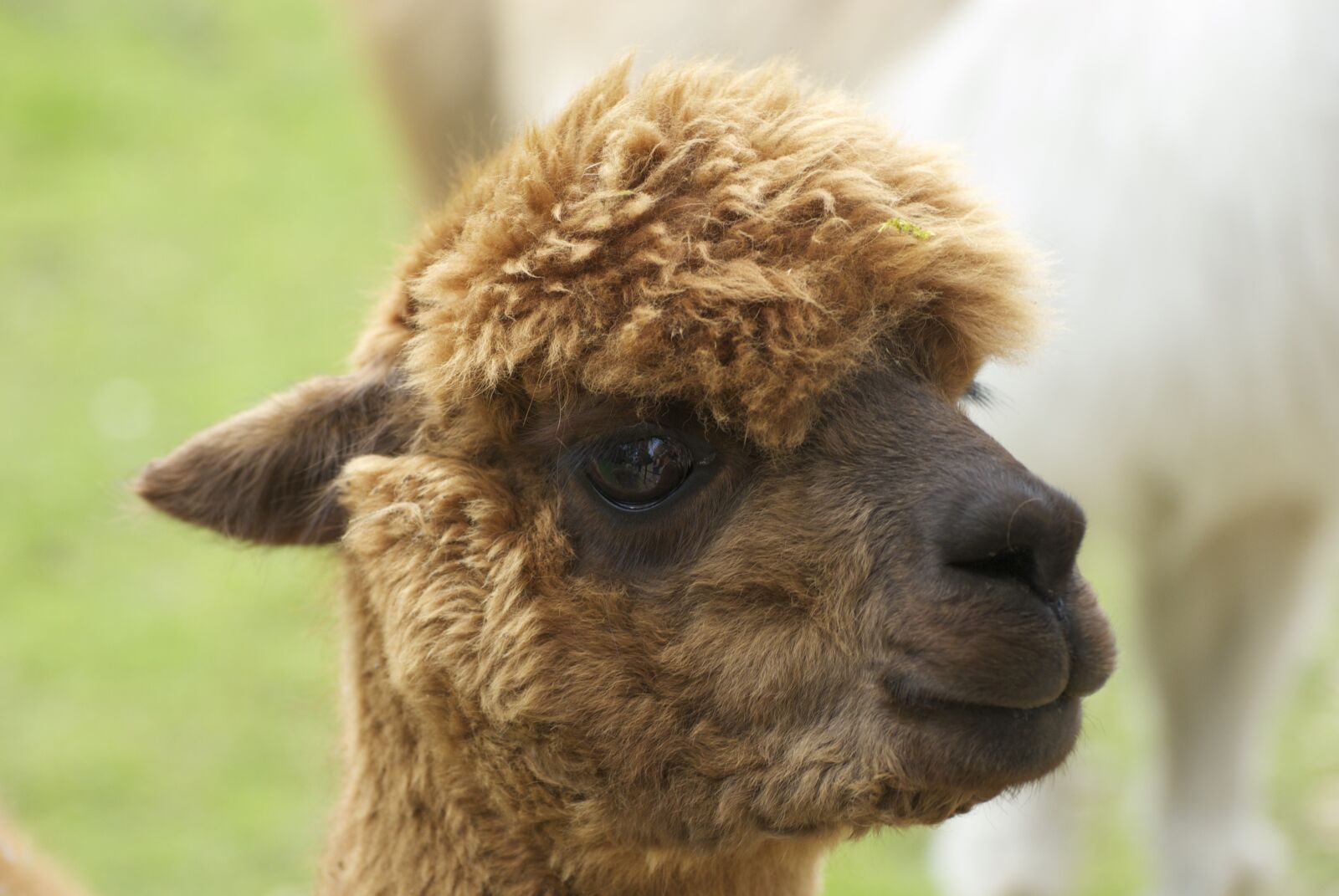 Nikon D200 sample photo. Cute, young, alpaca photography