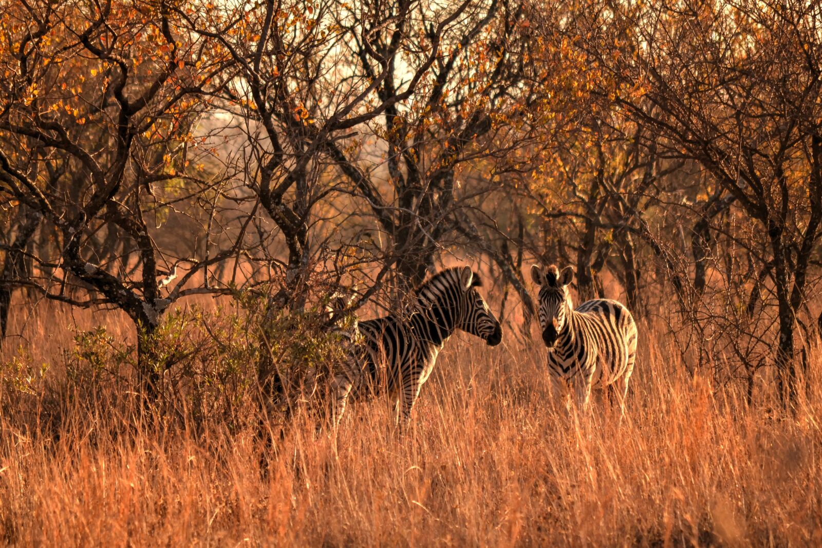 Nikon D3100 sample photo. Africa sun, wild life photography