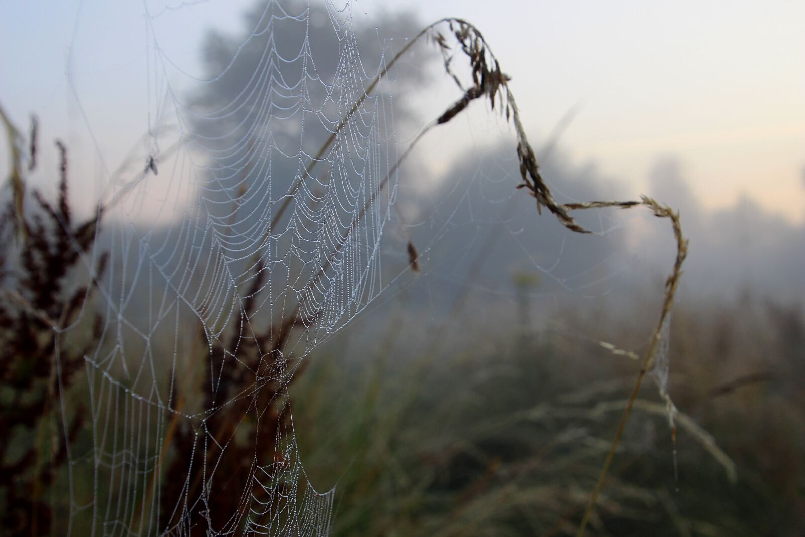 Canon EOS 600D (Rebel EOS T3i / EOS Kiss X5) sample photo. Spider web, dewdrops, fog photography
