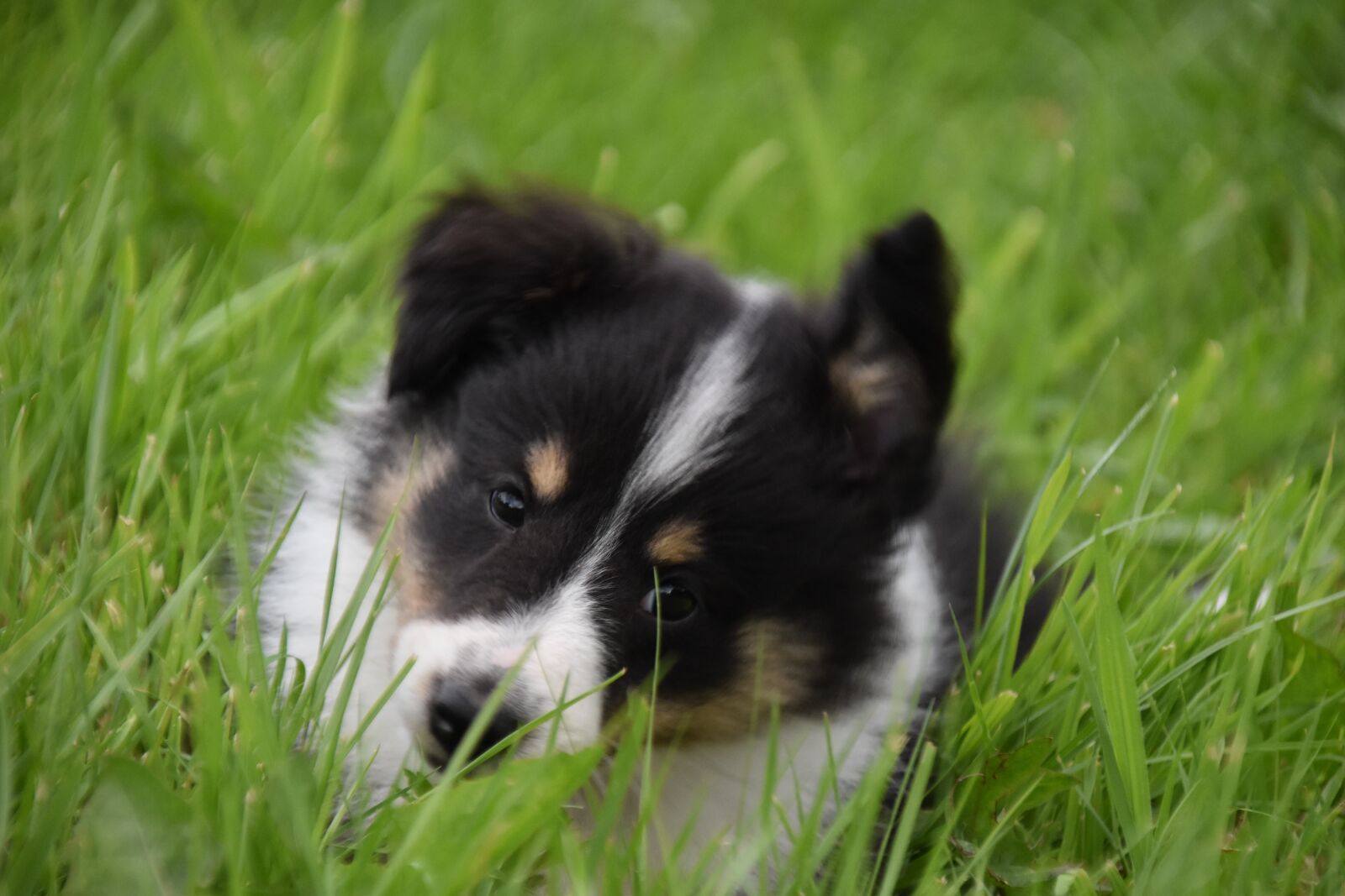 Nikon D5600 sample photo. Puppy, pup, dog shetland photography