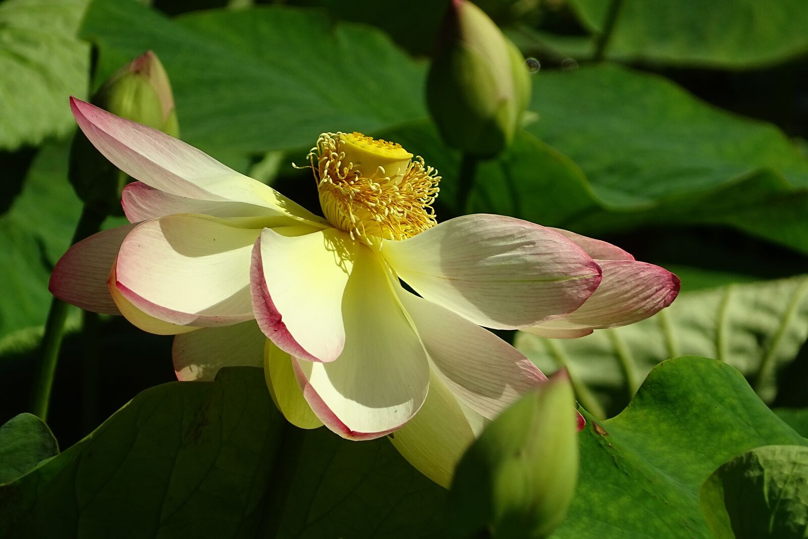 Sony Cyber-shot DSC-HX400V sample photo. Flower, lotus, plant photography