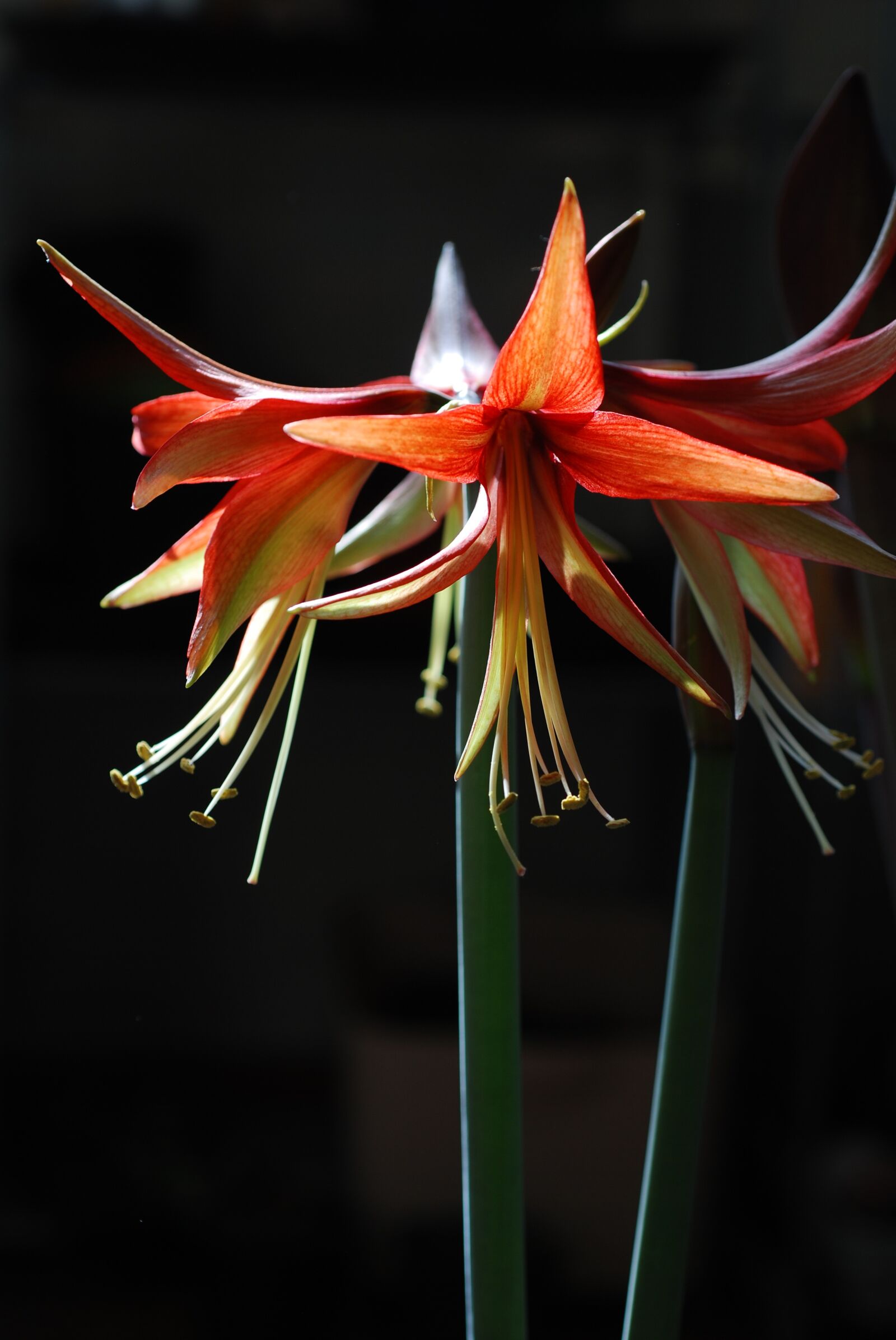 Nikon D80 sample photo. Flower, plant, hippeastrum photography