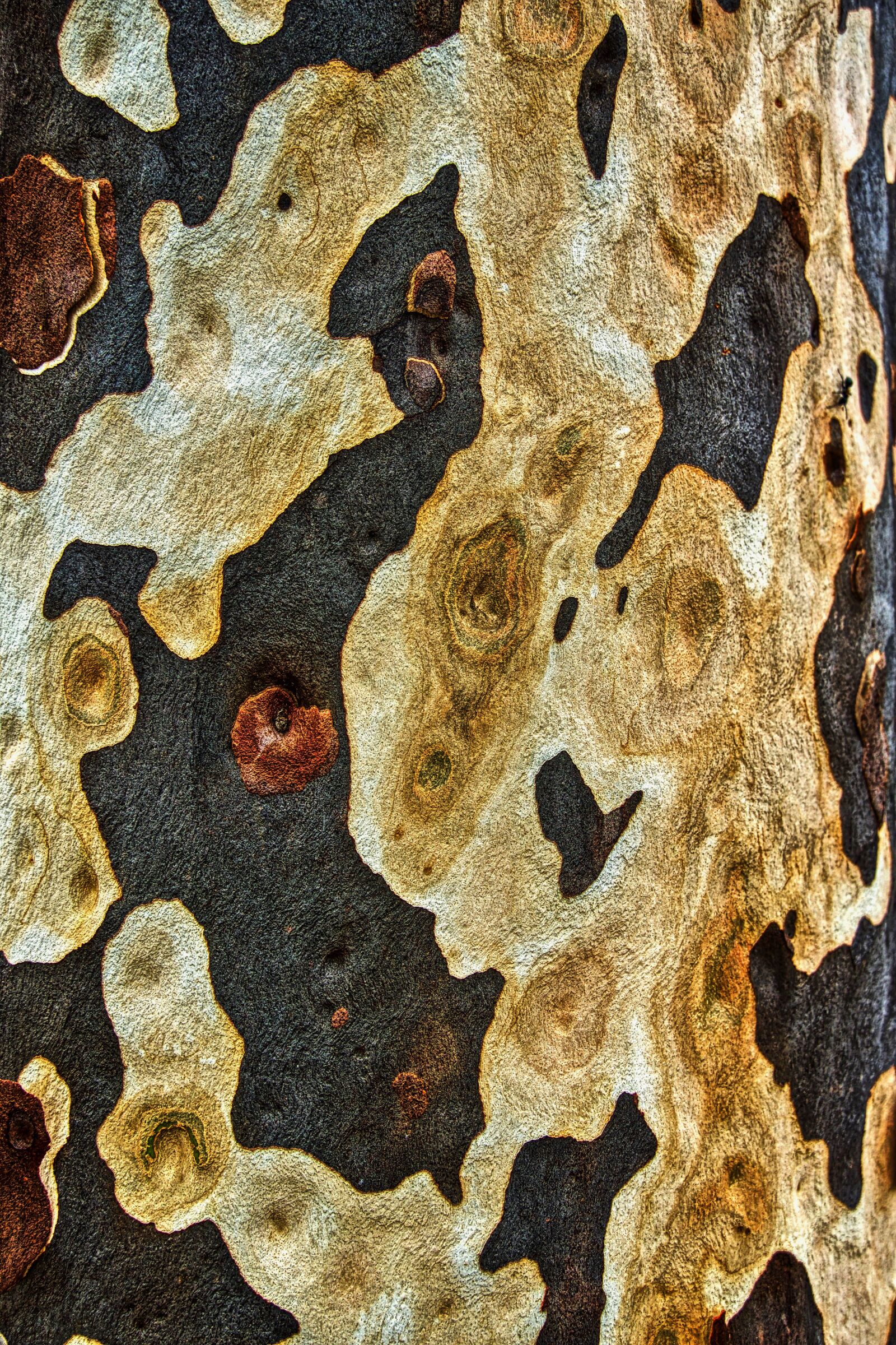 Sony E 18-135mm F3.5-5.6 OSS sample photo. Bark, pattern, trunk photography