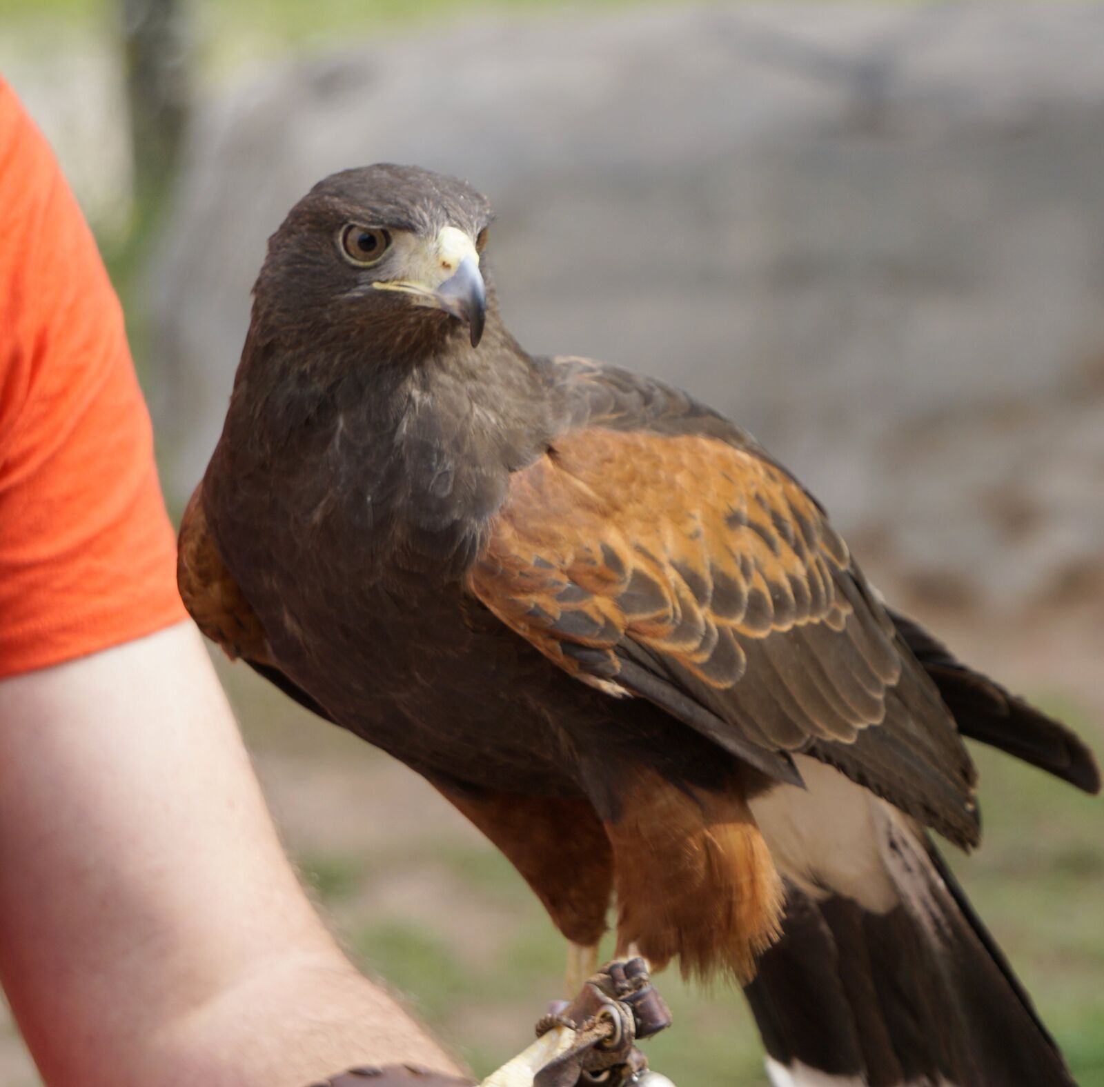 Sony E 55-210mm F4.5-6.3 OSS sample photo. Falconry, eagle, bird of photography
