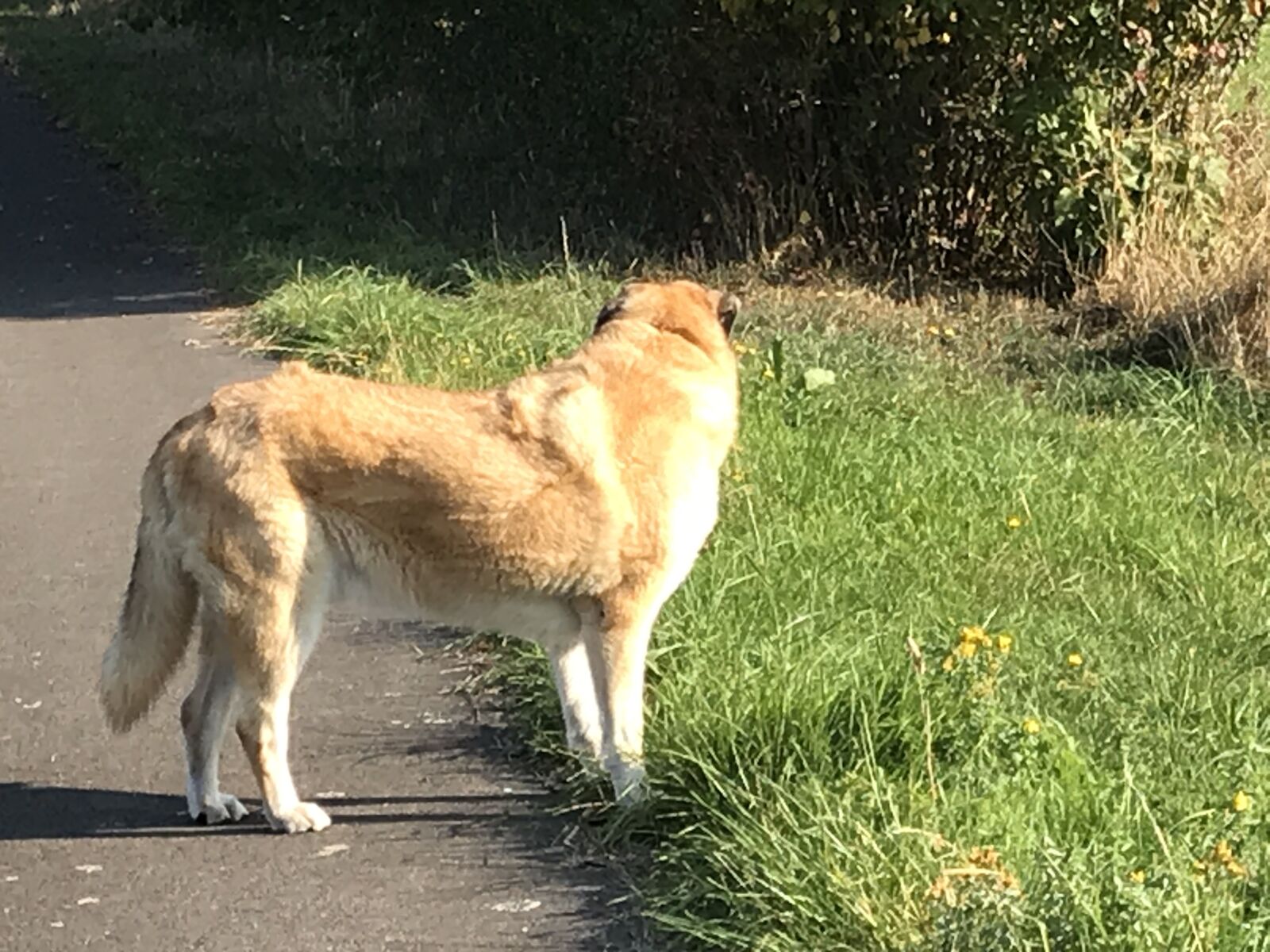 iPhone 7 back camera 3.99mm f/1.8 sample photo. Dog, animal, pet photography