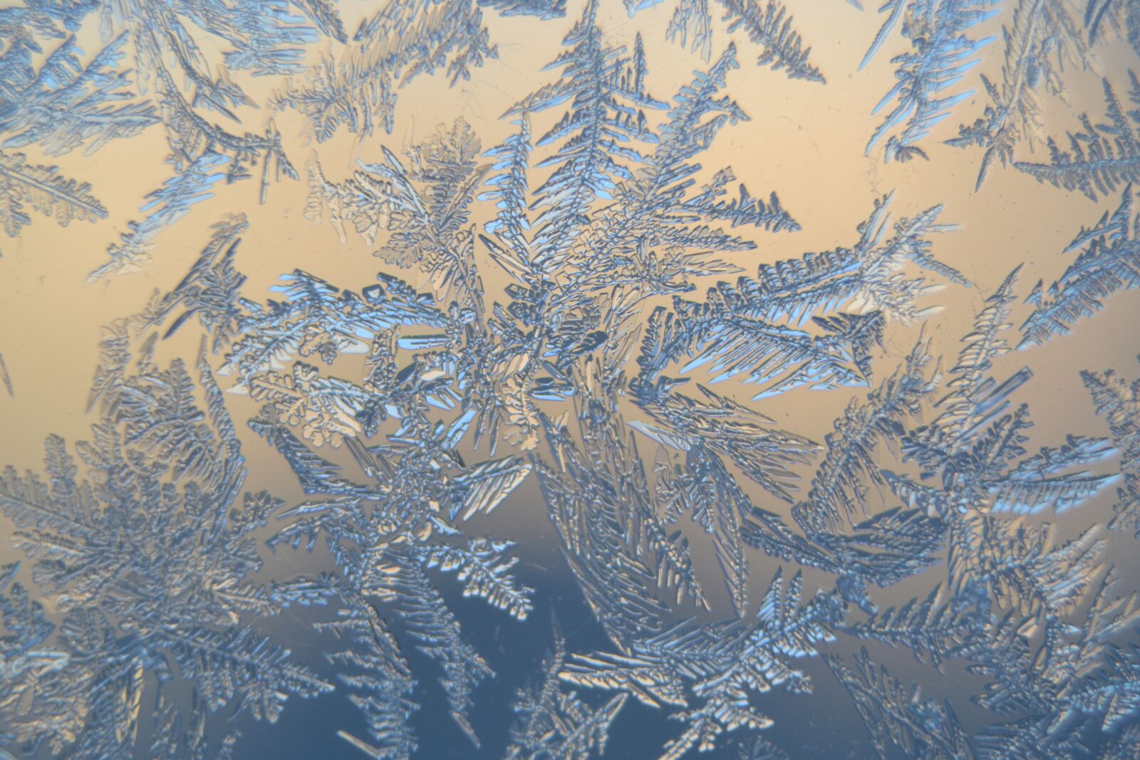 Nikon D3100 sample photo. Snow crystals, winter, frosty photography