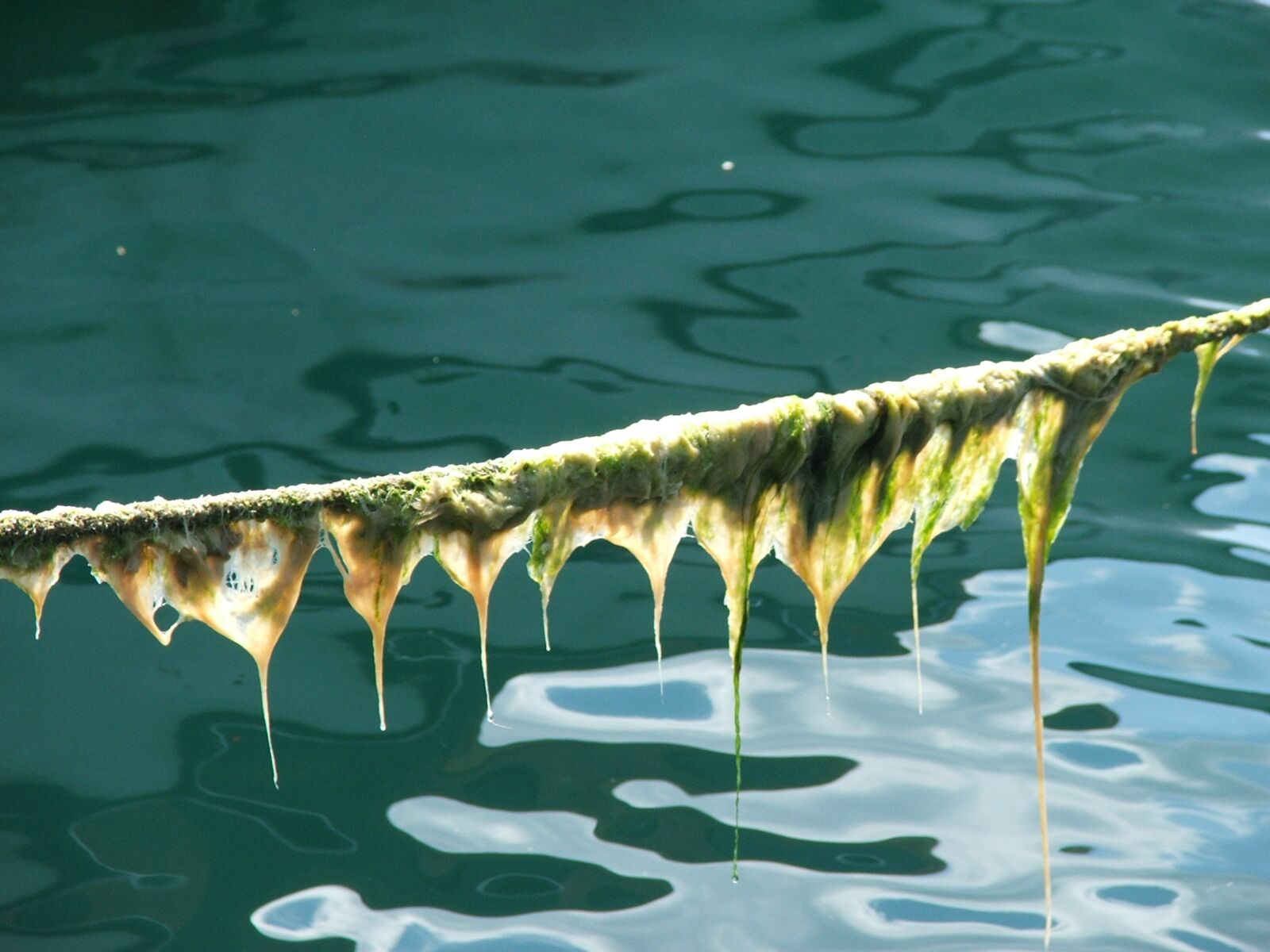 Fujifilm FinePix S5500 sample photo. Seaweed, moss, rope photography