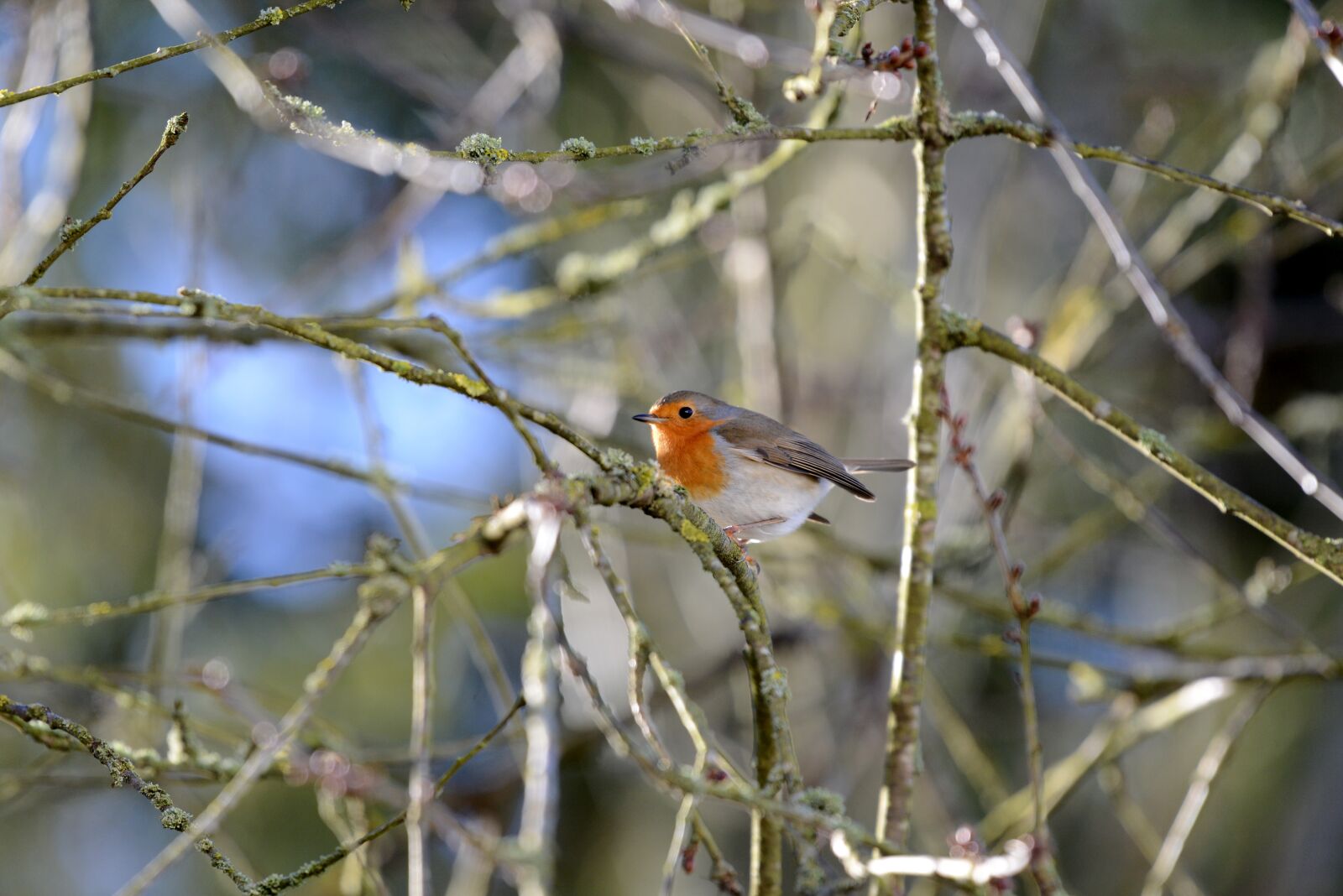 Nikon D600 sample photo. Robin, bird, nature photography