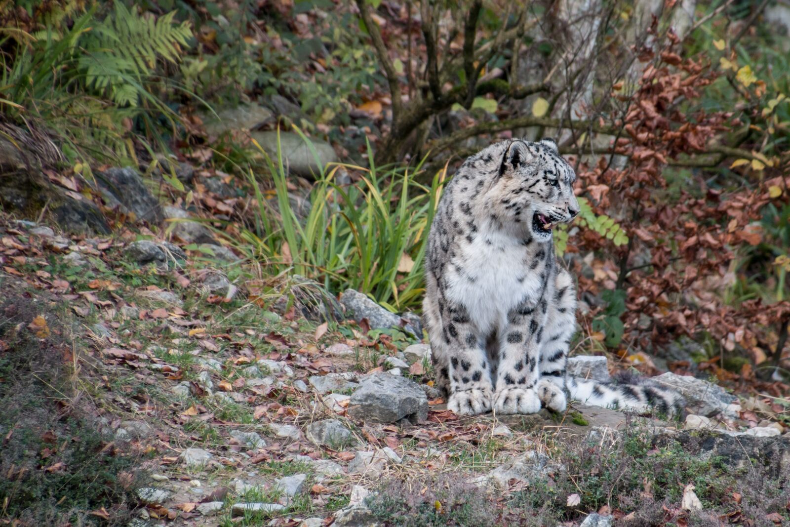 Canon EOS 70D sample photo. Snow leopard, leopard, irbis photography