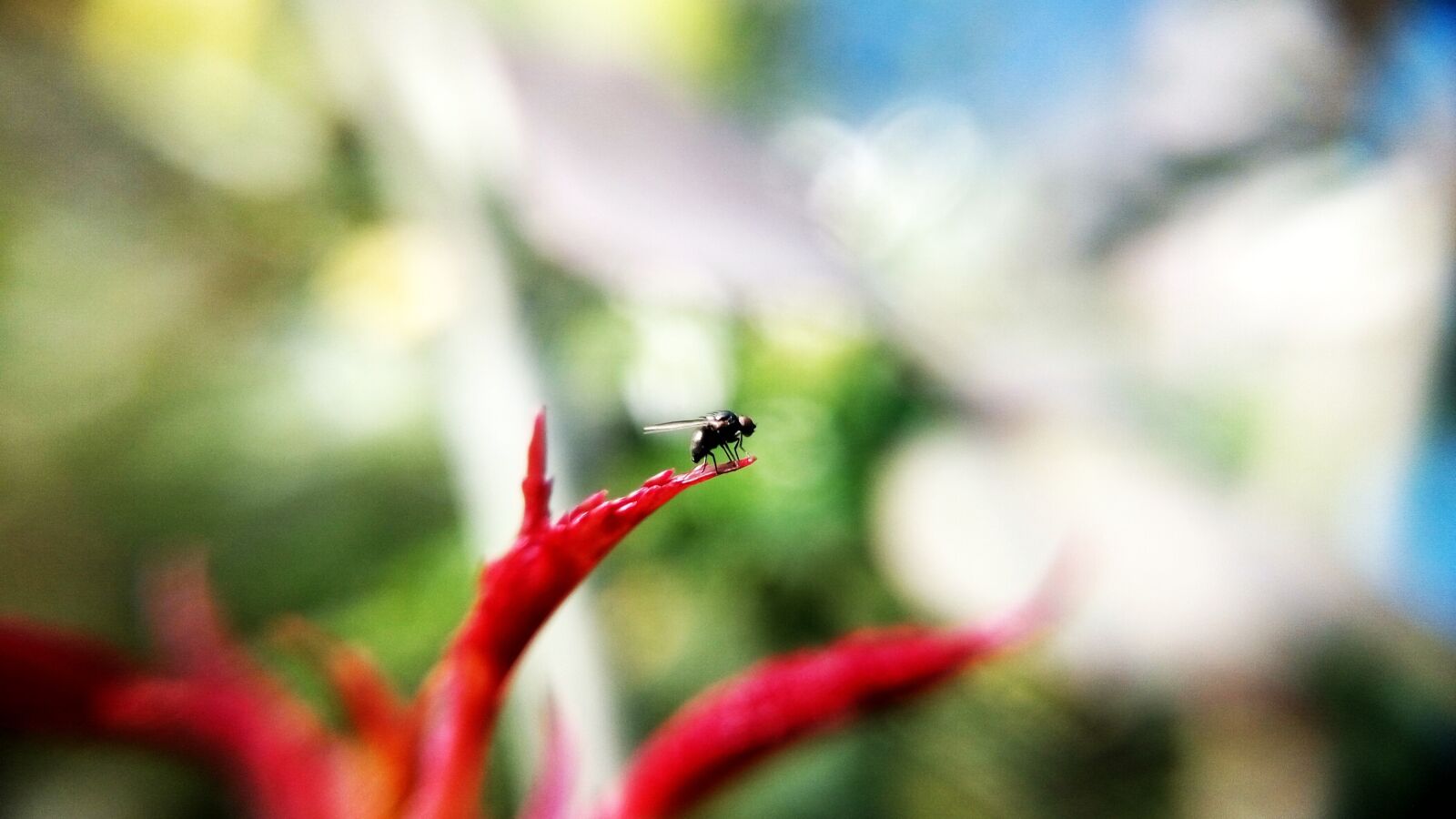 Xiaomi HM Note 2 sample photo. Fly, insect, animal photography