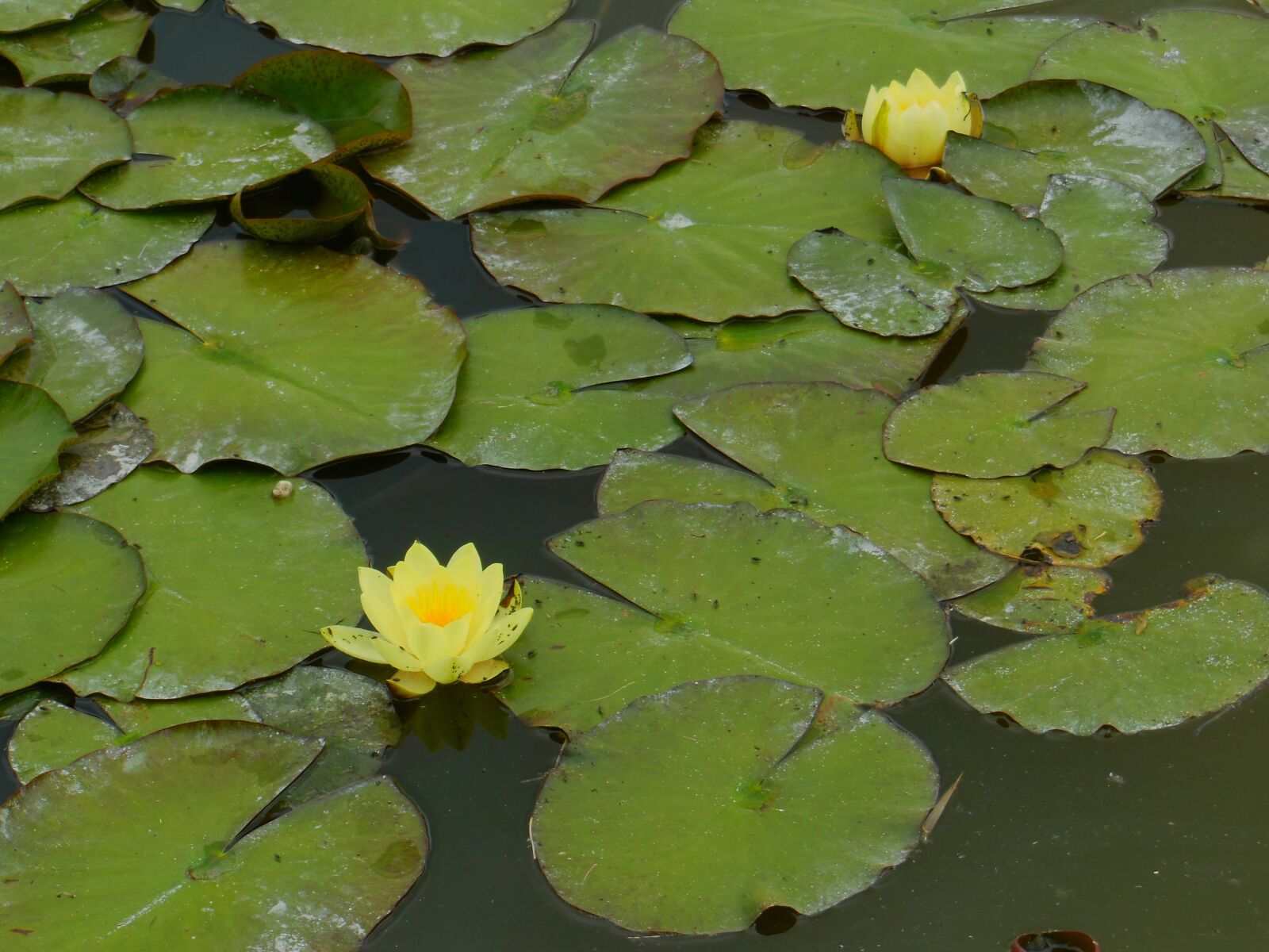 Nikon Coolpix S9300 sample photo. Water lily, lake, nature photography