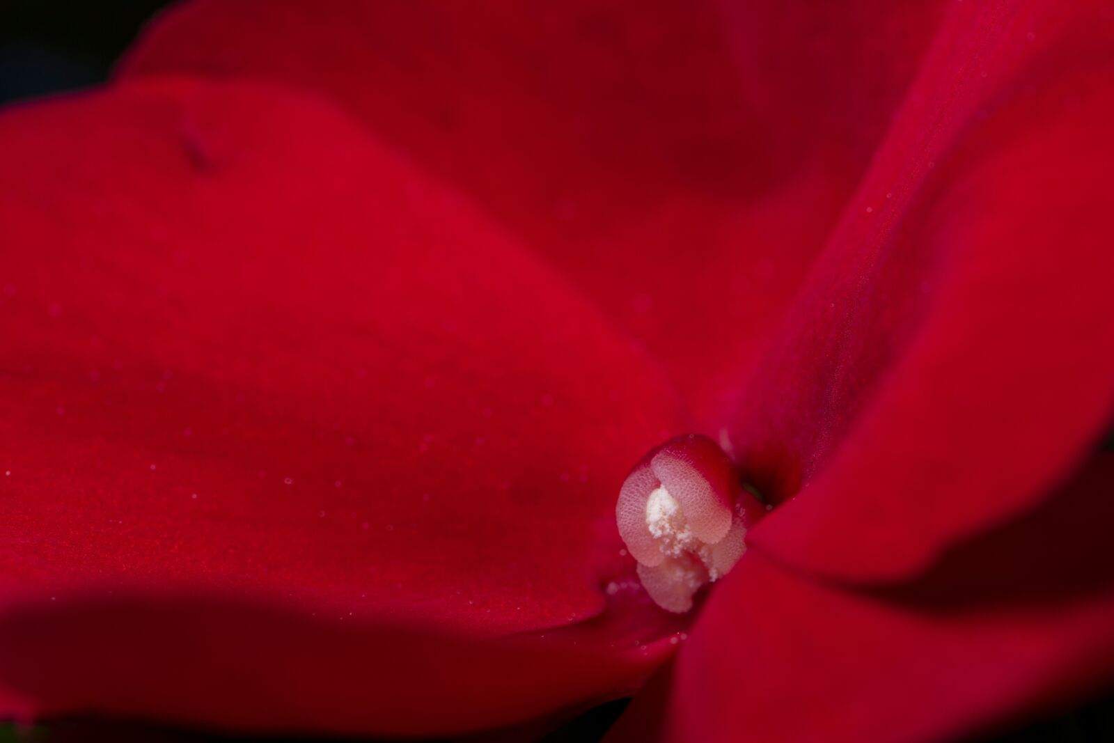 Tamron SP AF 60mm F2 Di II LD IF Macro sample photo. Diligent practice of impatiens photography