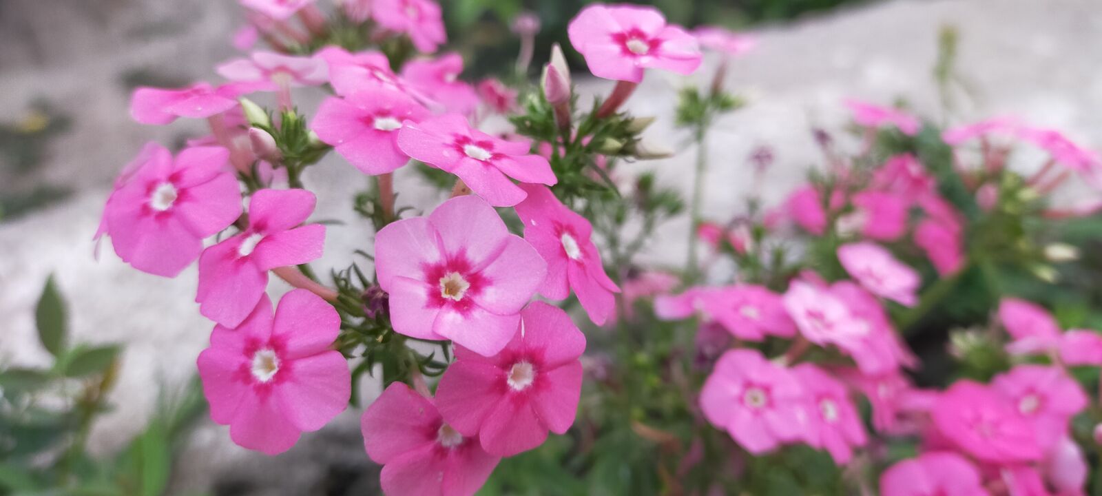 OPPO A9 2020 sample photo. Pink flowers, beautiful flowers photography