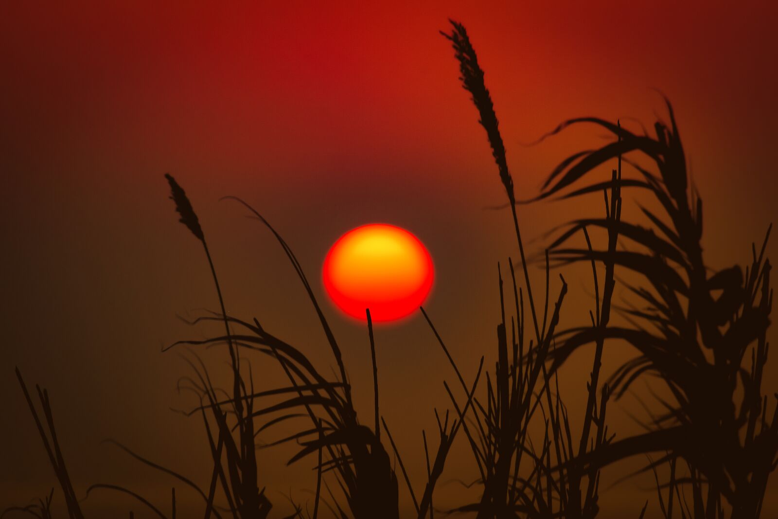 Nikon D3300 sample photo. Reeds, sun, sunset photography