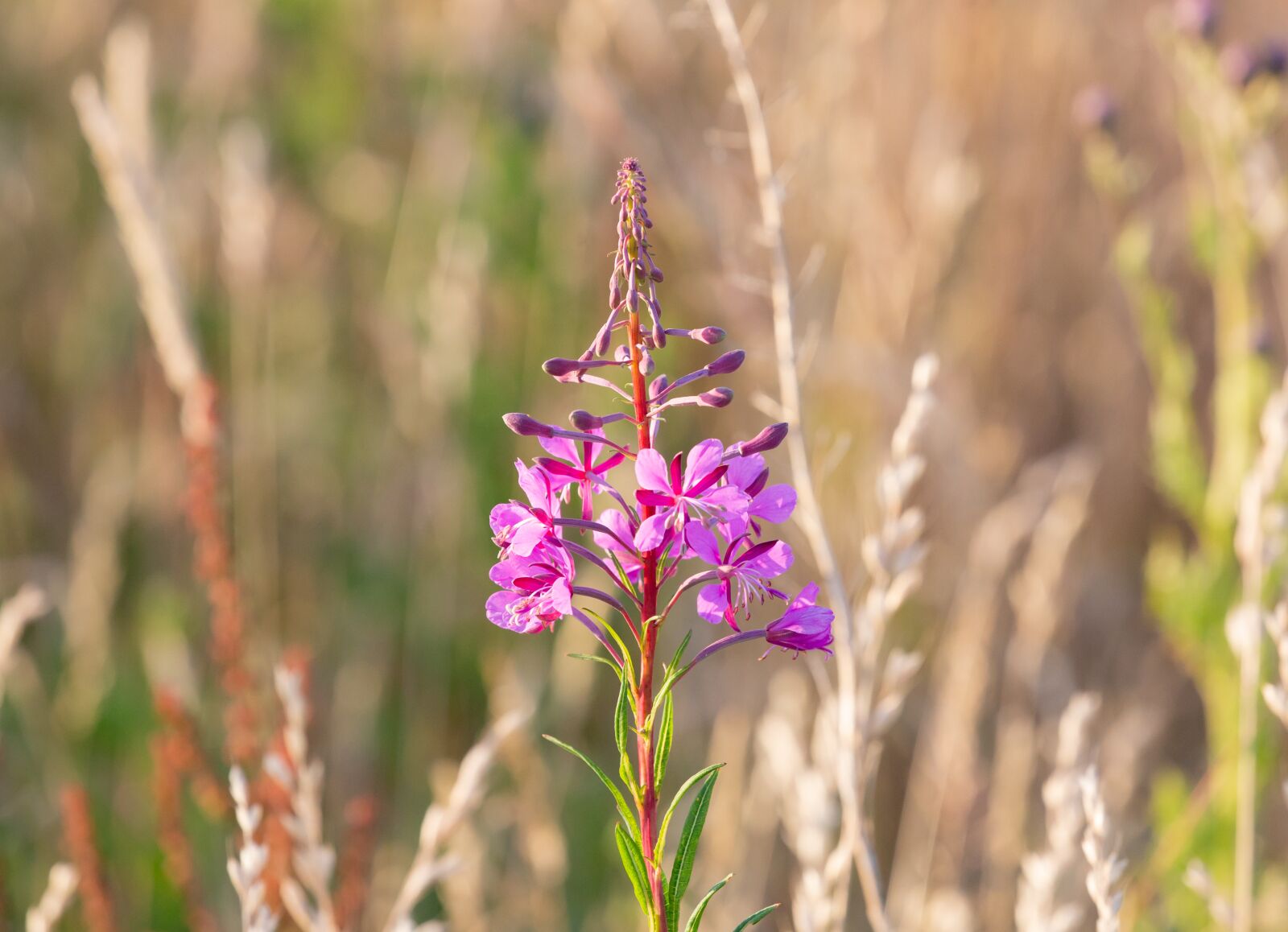 Canon EOS 5D Mark III sample photo. Wild flowers, pink flower photography