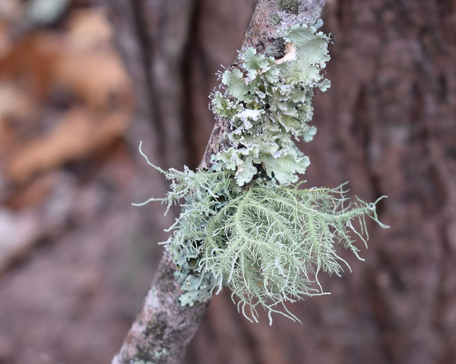 Nikon D3300 sample photo. Lichens on branch, lichen photography
