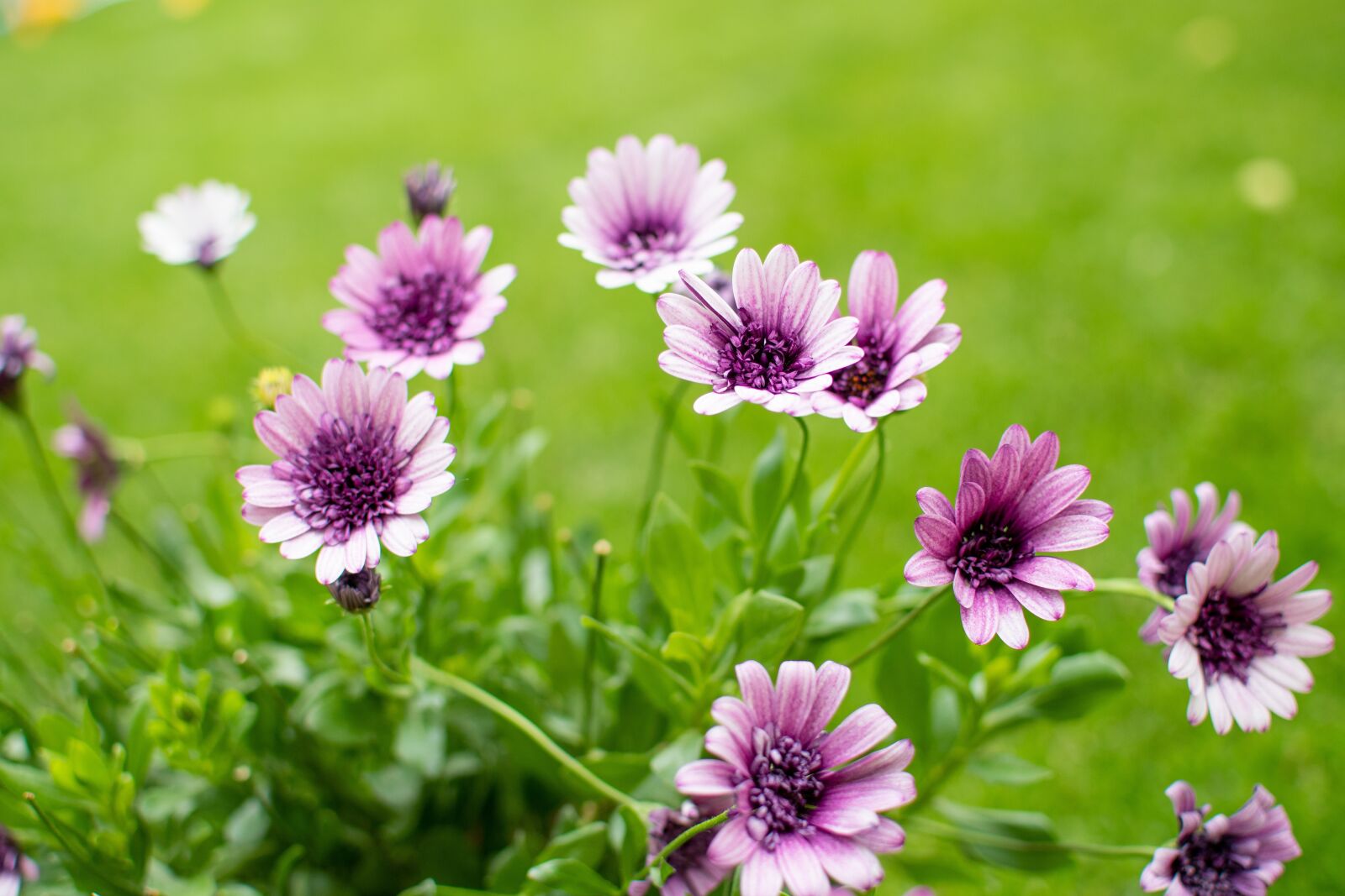 Nikon D500 sample photo. Flowers, flower, flourishing photography