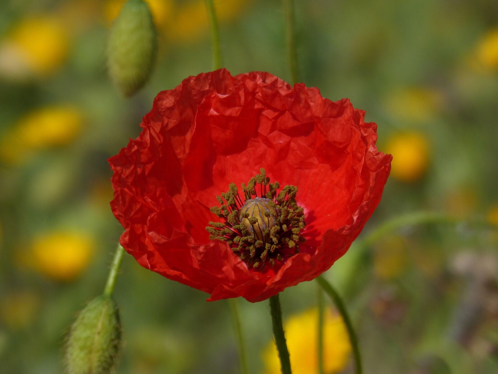 Panasonic DMC-FZ62 sample photo. Poppy, ababol, detail photography