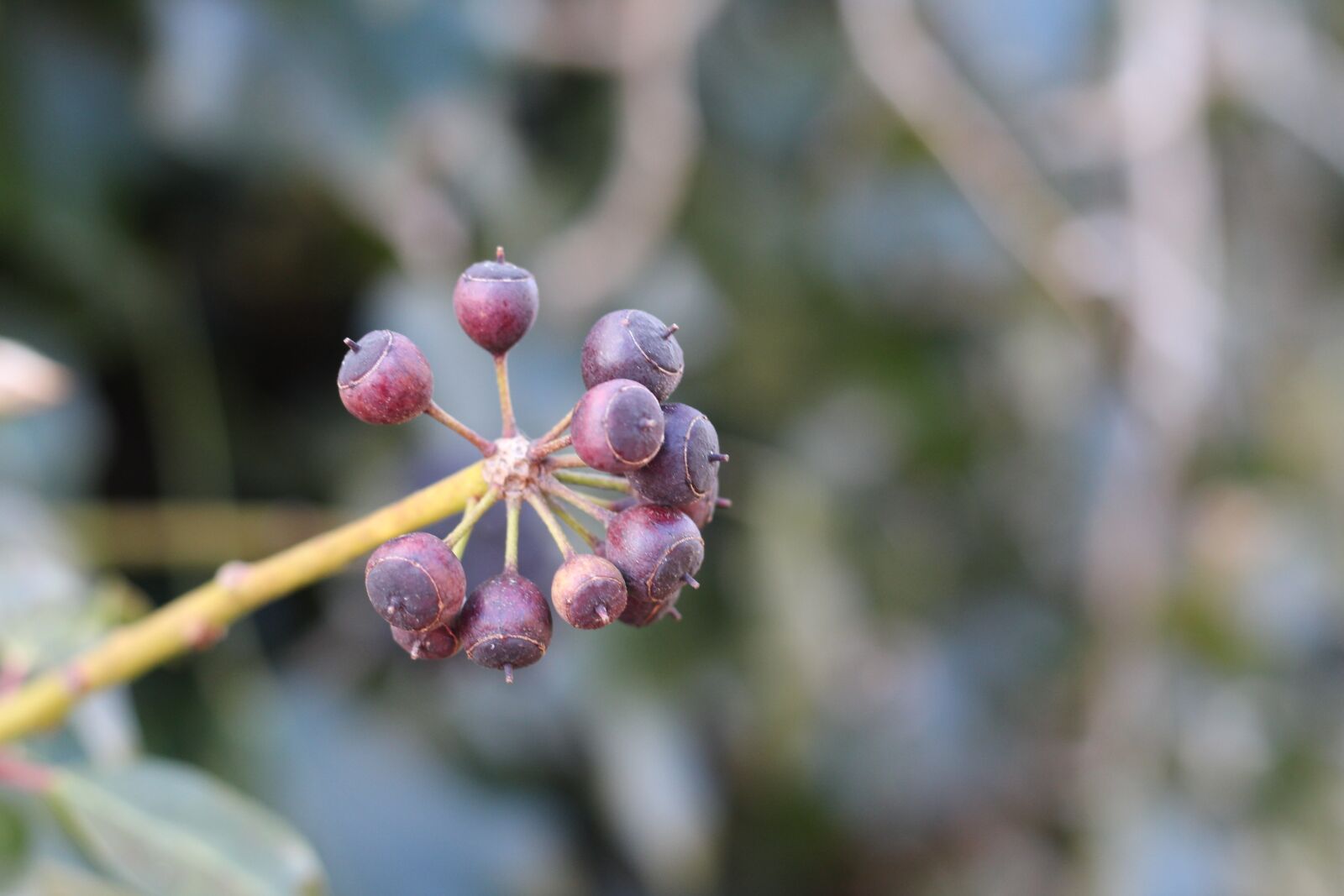 Canon EOS 1300D (EOS Rebel T6 / EOS Kiss X80) + Canon EF 50mm F1.8 STM sample photo. Nature, flora, tree photography