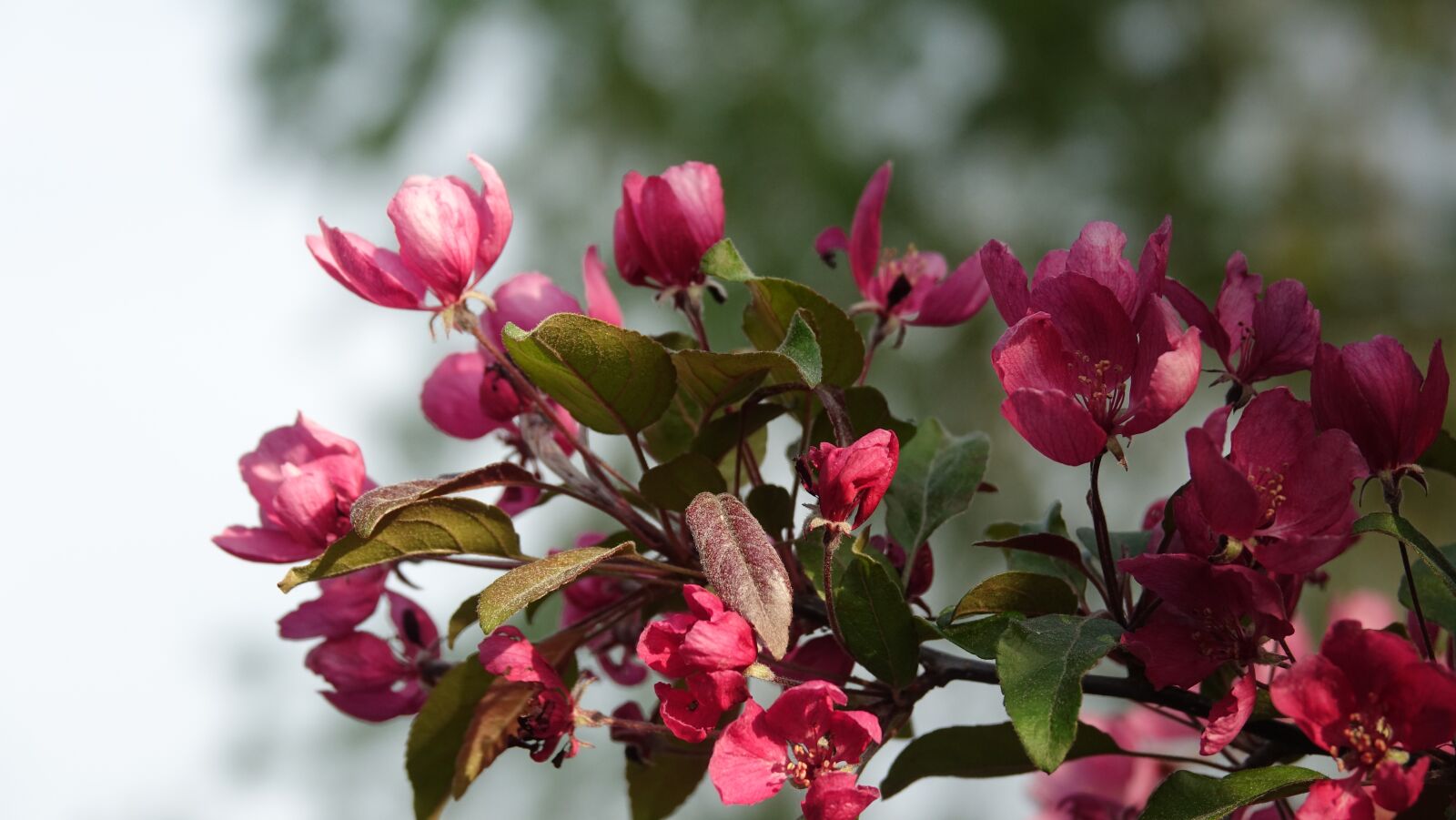 Sony Cyber-shot DSC-RX10 III sample photo. Pink, vernal, flower photography