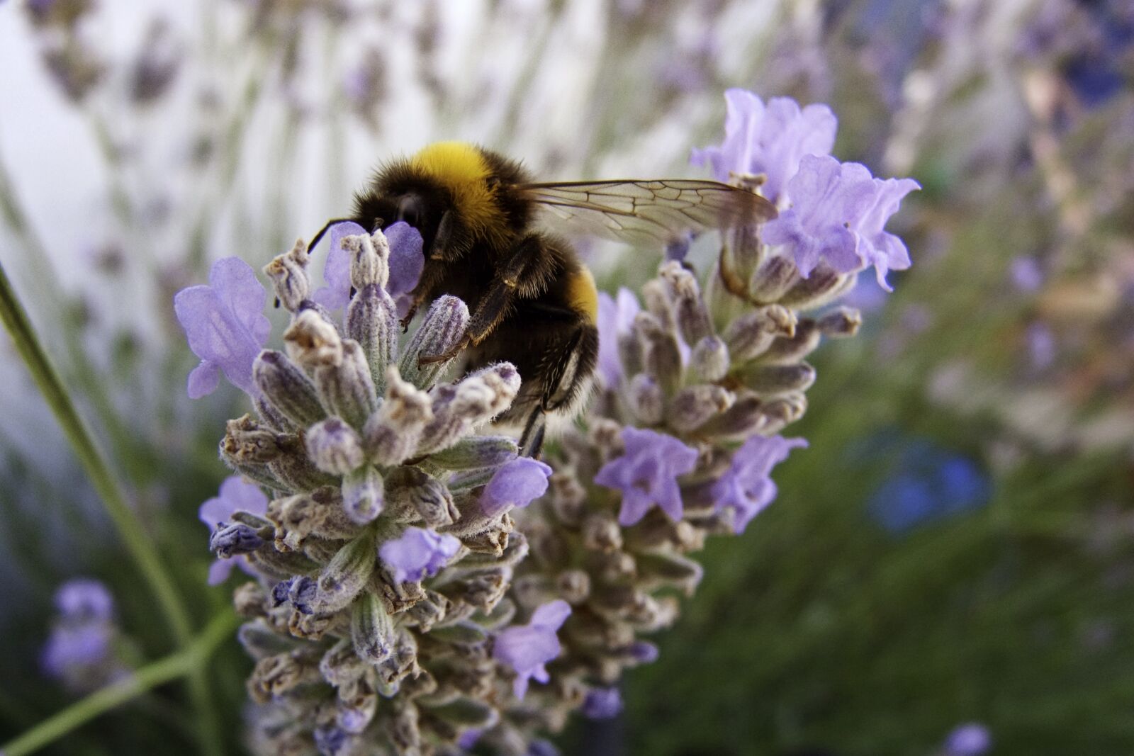 Panasonic DMC-FZ18 sample photo. Insect, bourdon, lavender photography