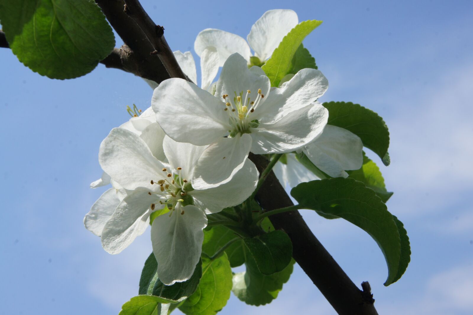 Sony Alpha NEX-5 sample photo. Flower, flowers, apple tree photography