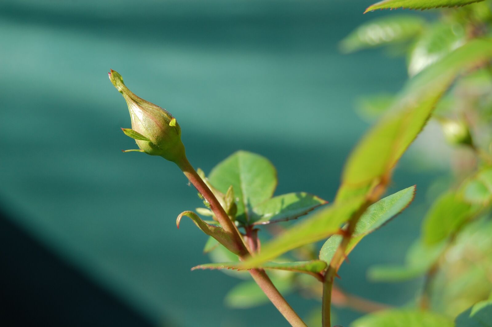 Nikon D40 sample photo. Flower, flowers, rosa photography