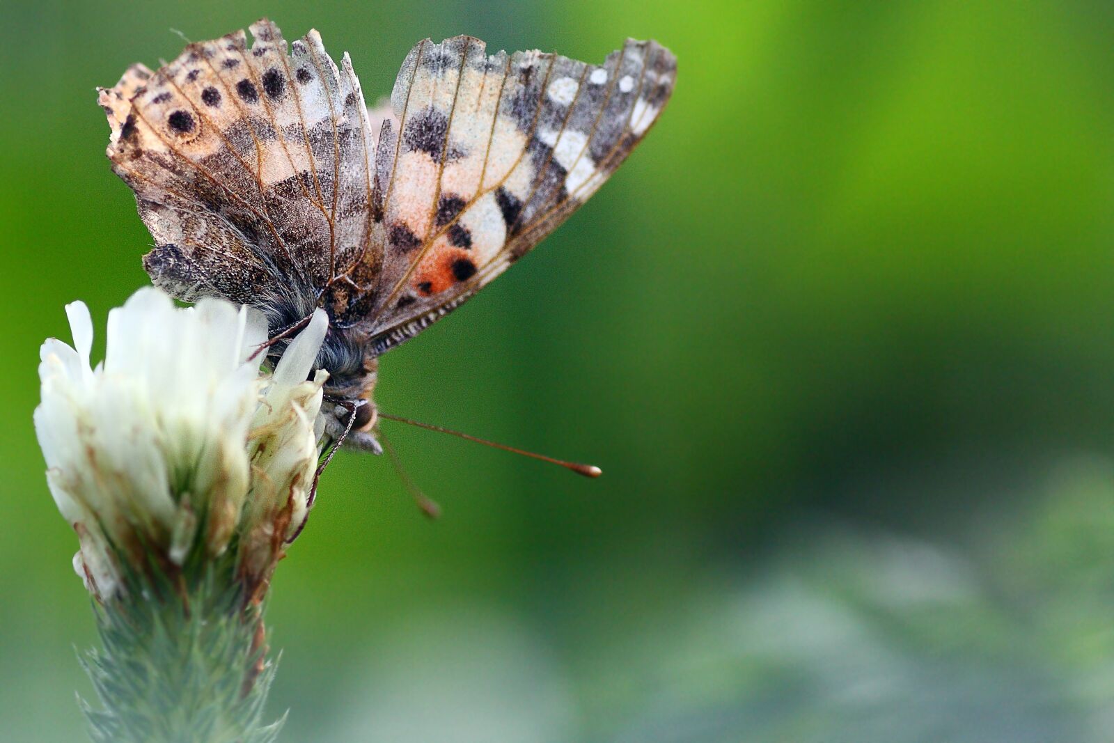Canon EOS 40D sample photo. Nature, insect, butterfly photography