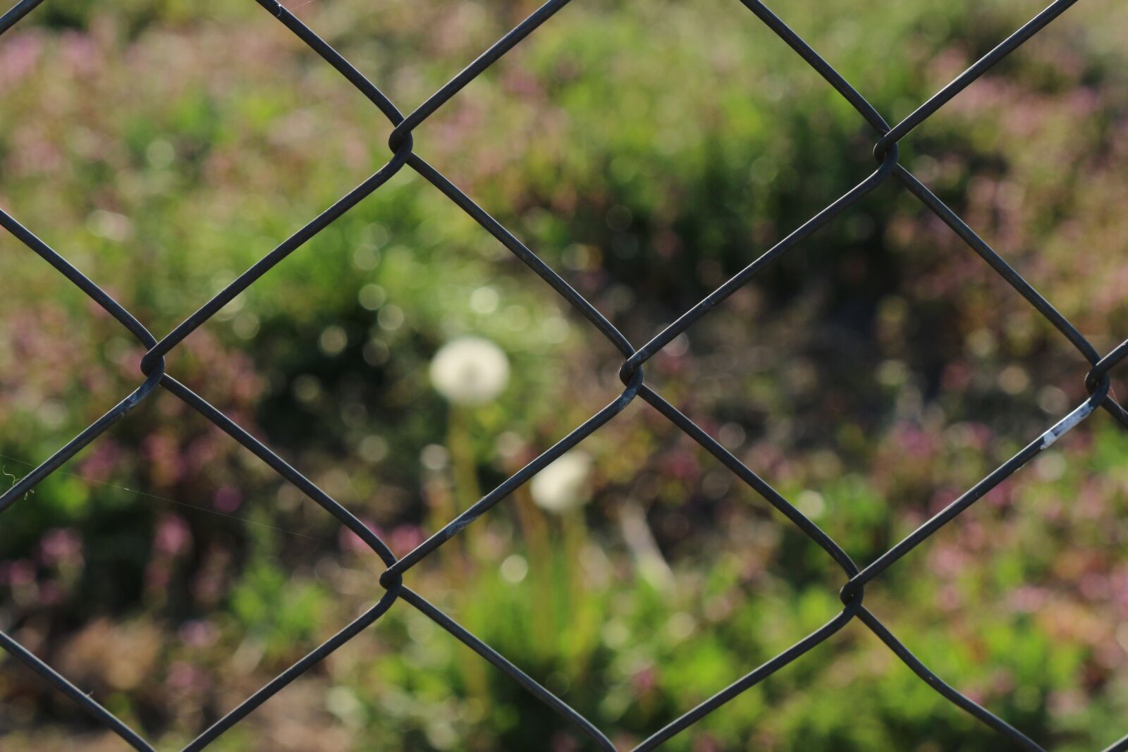 Canon EOS 700D (EOS Rebel T5i / EOS Kiss X7i) sample photo. Fence, garden, rural photography