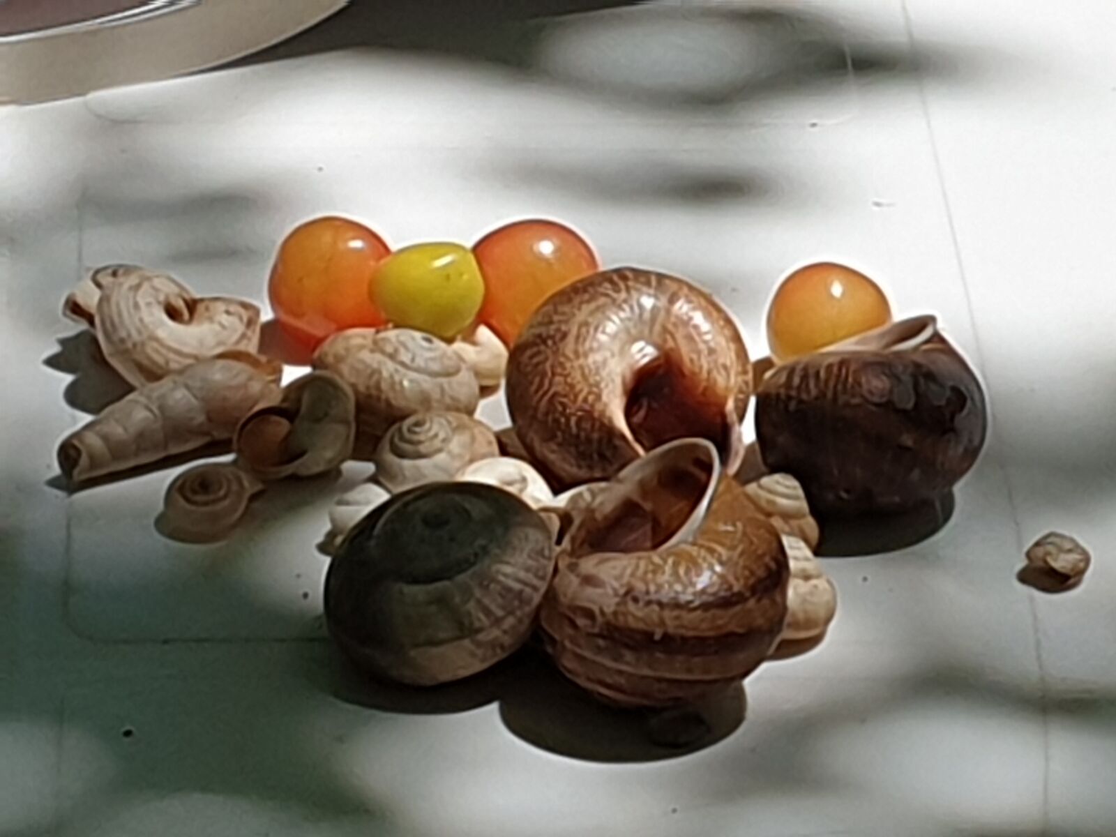 Samsung Galaxy S9 sample photo. Snails, shells, spiral photography