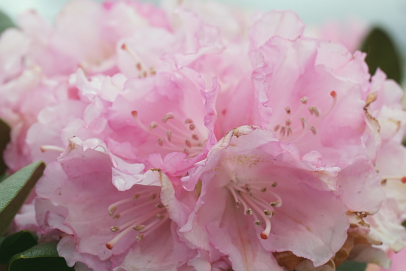 Sony a6000 sample photo. Azalea, flowers, rhododendron photography