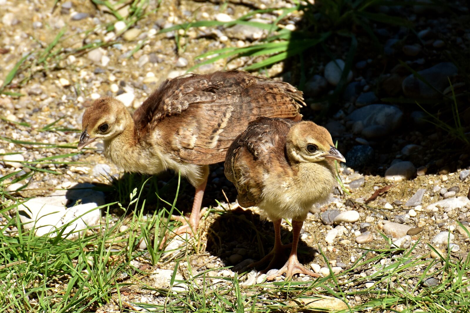 Nikon D7200 sample photo. Peacock, bird, chicks photography