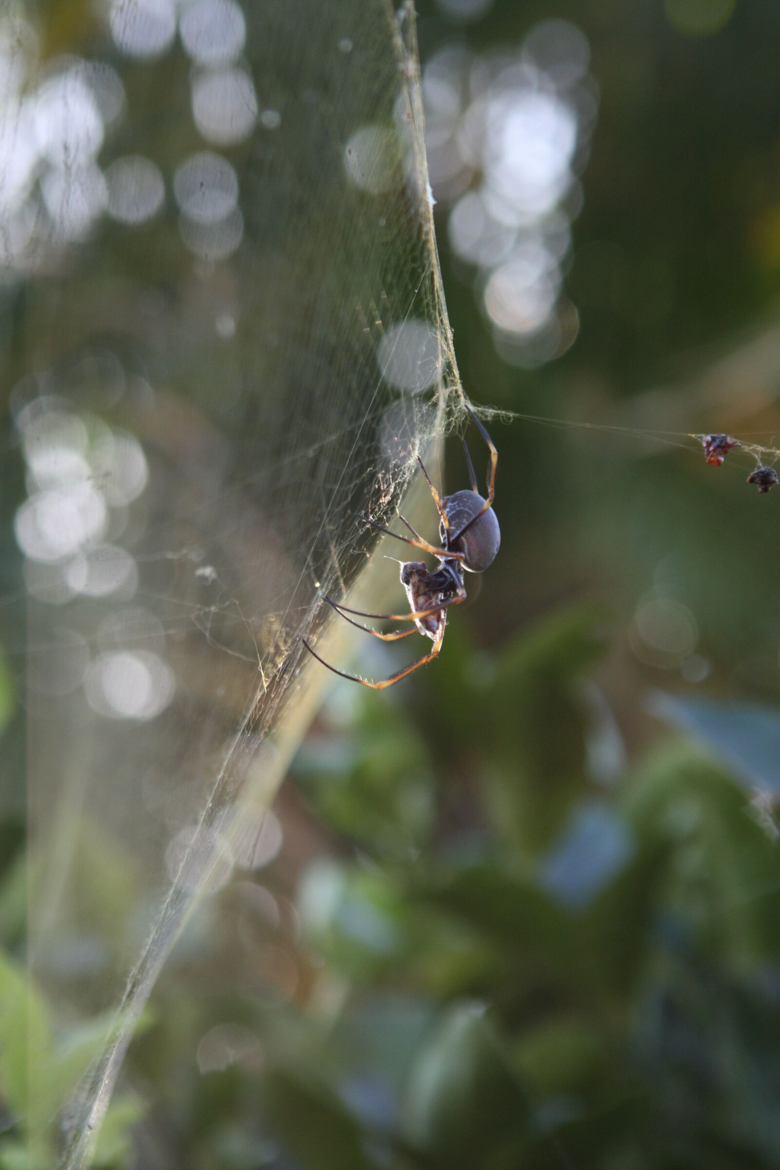 Canon EOS 400D (EOS Digital Rebel XTi / EOS Kiss Digital X) sample photo. Spider, eating, bee photography