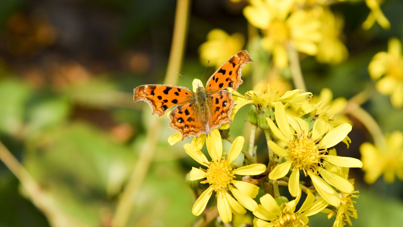 Nikon D750 sample photo. Butterfly, animal, flowers photography
