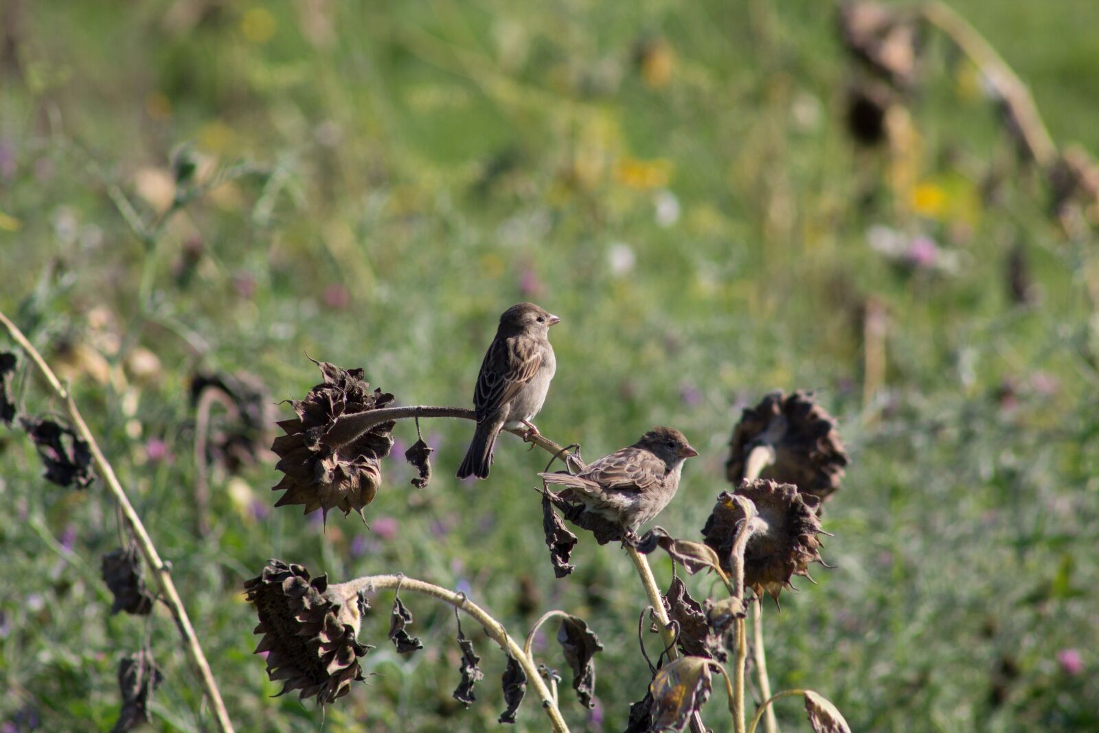 Canon EF 75-300mm f/4-5.6 sample photo. Sparrows, birds, sunflower photography