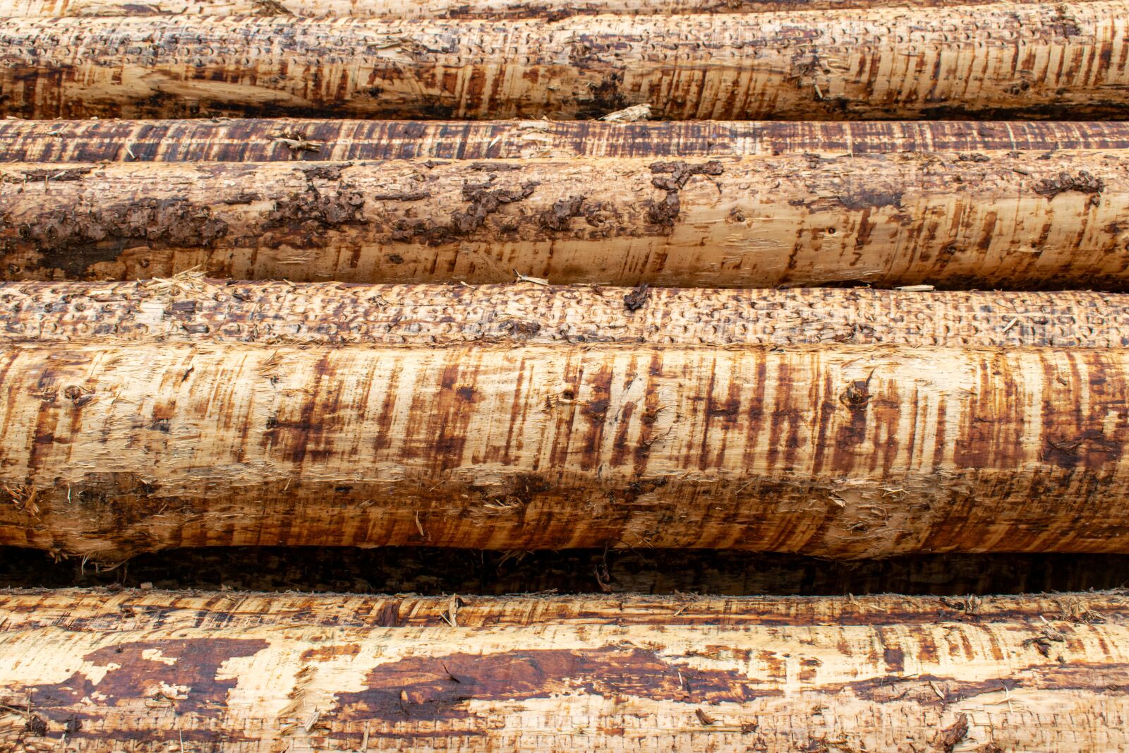 Nikon D5300 sample photo. Wood, tree trunks, structure photography