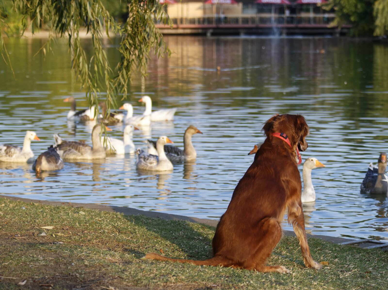 Nikon D5300 sample photo. Dog, pet, canine photography