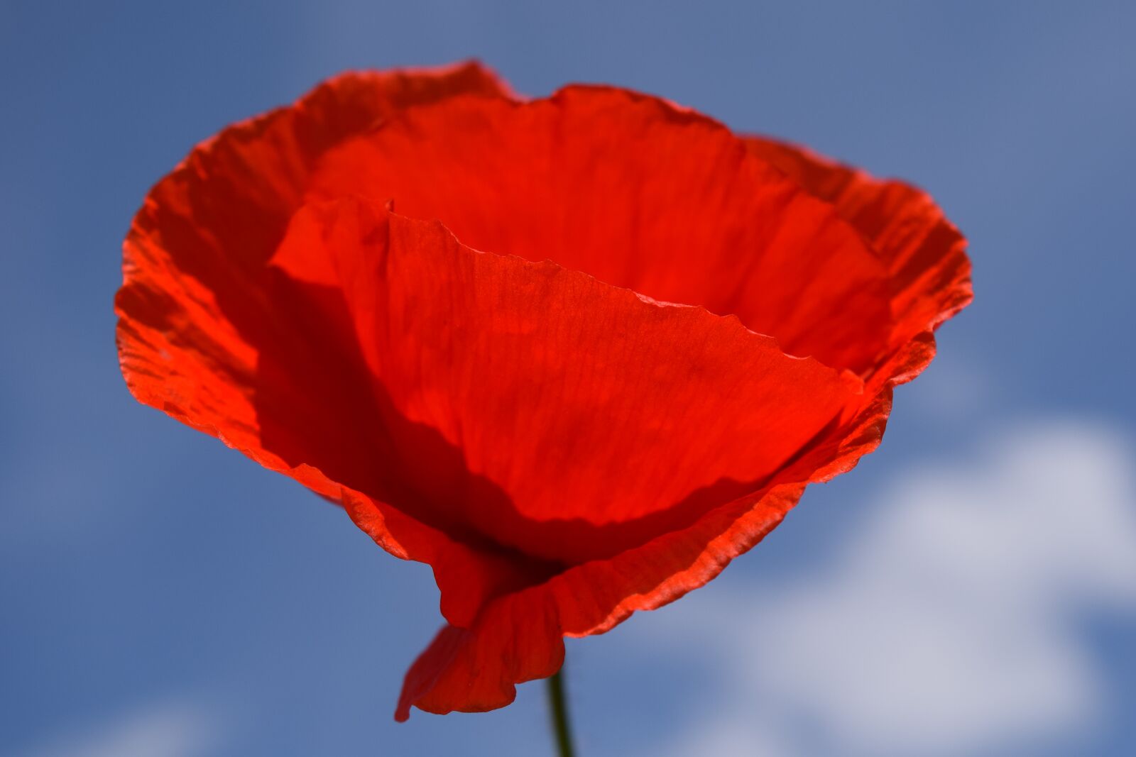 Nikon D3300 sample photo. Poppy, red, red poppy photography