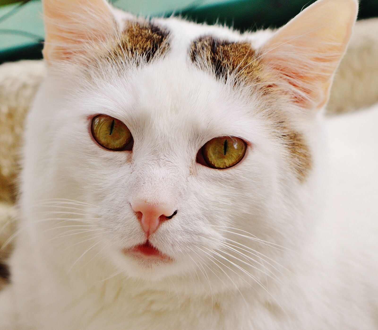 Nikon D3200 sample photo. Cat, domestic cat, white photography
