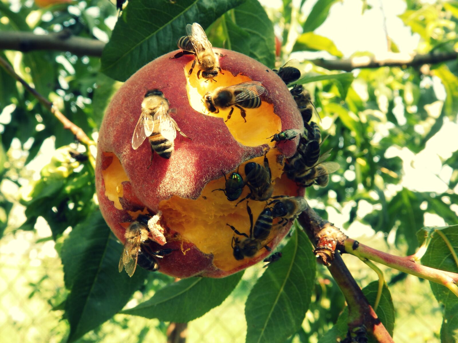 Olympus SP-820UZ sample photo. Peach, the bees, nature photography
