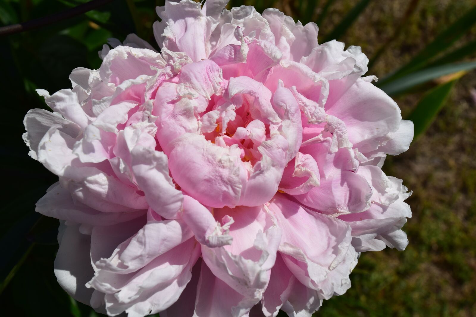 Nikon D3300 sample photo. Peony, pink, flower photography