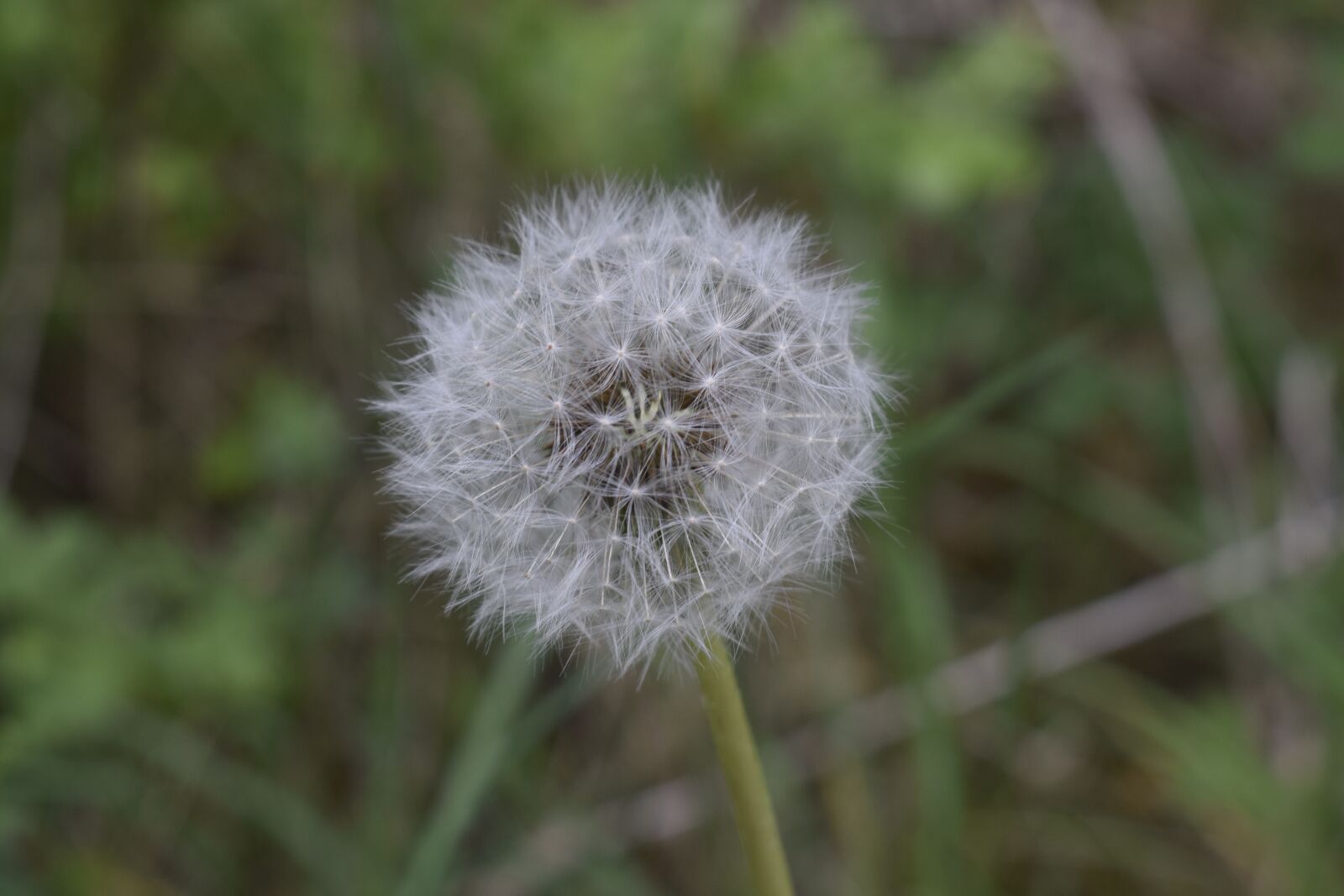 Nikon D3300 sample photo. Nature, dandelion, meadow photography