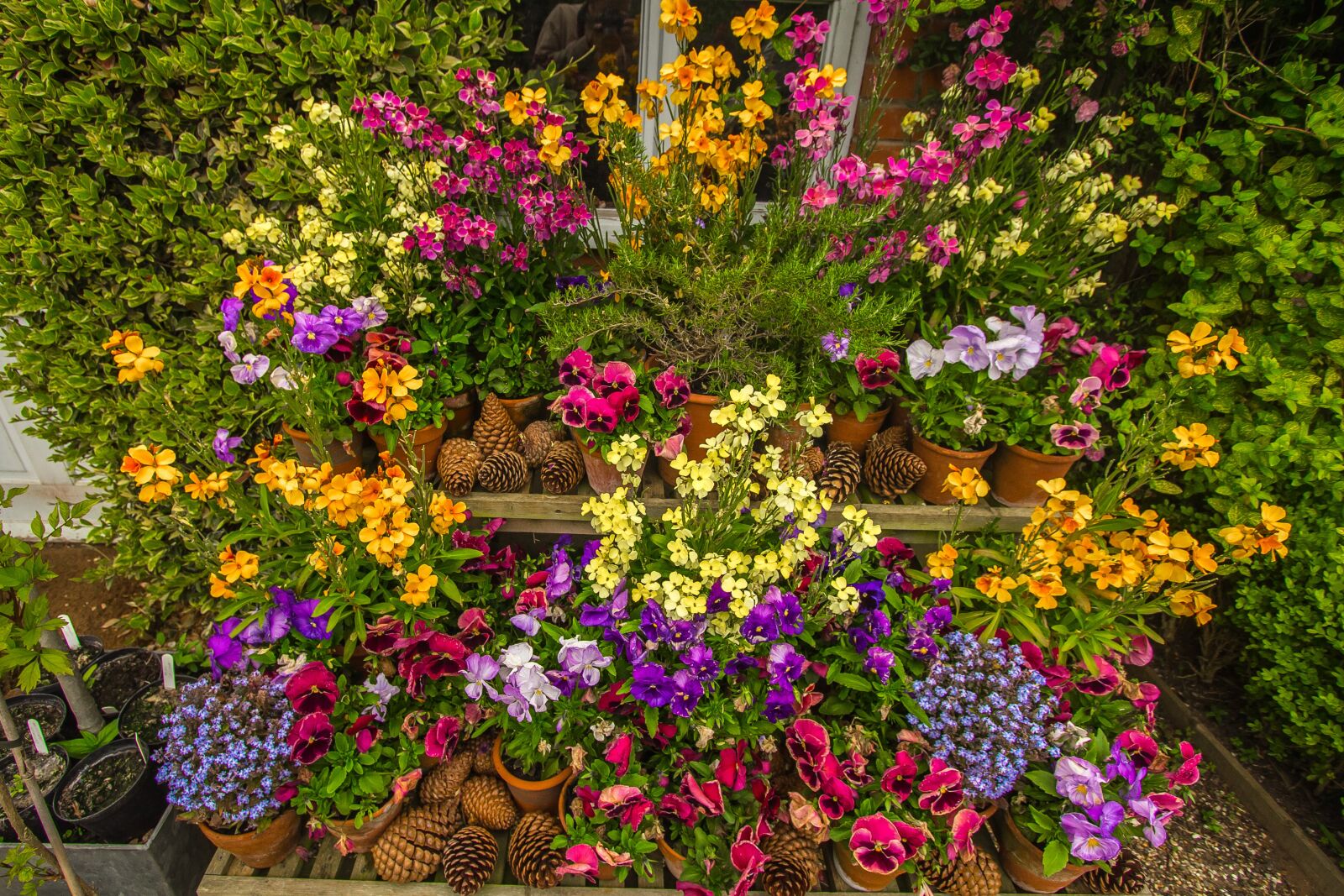 Canon EOS 60D sample photo. Spring, garden, colorful flowers photography