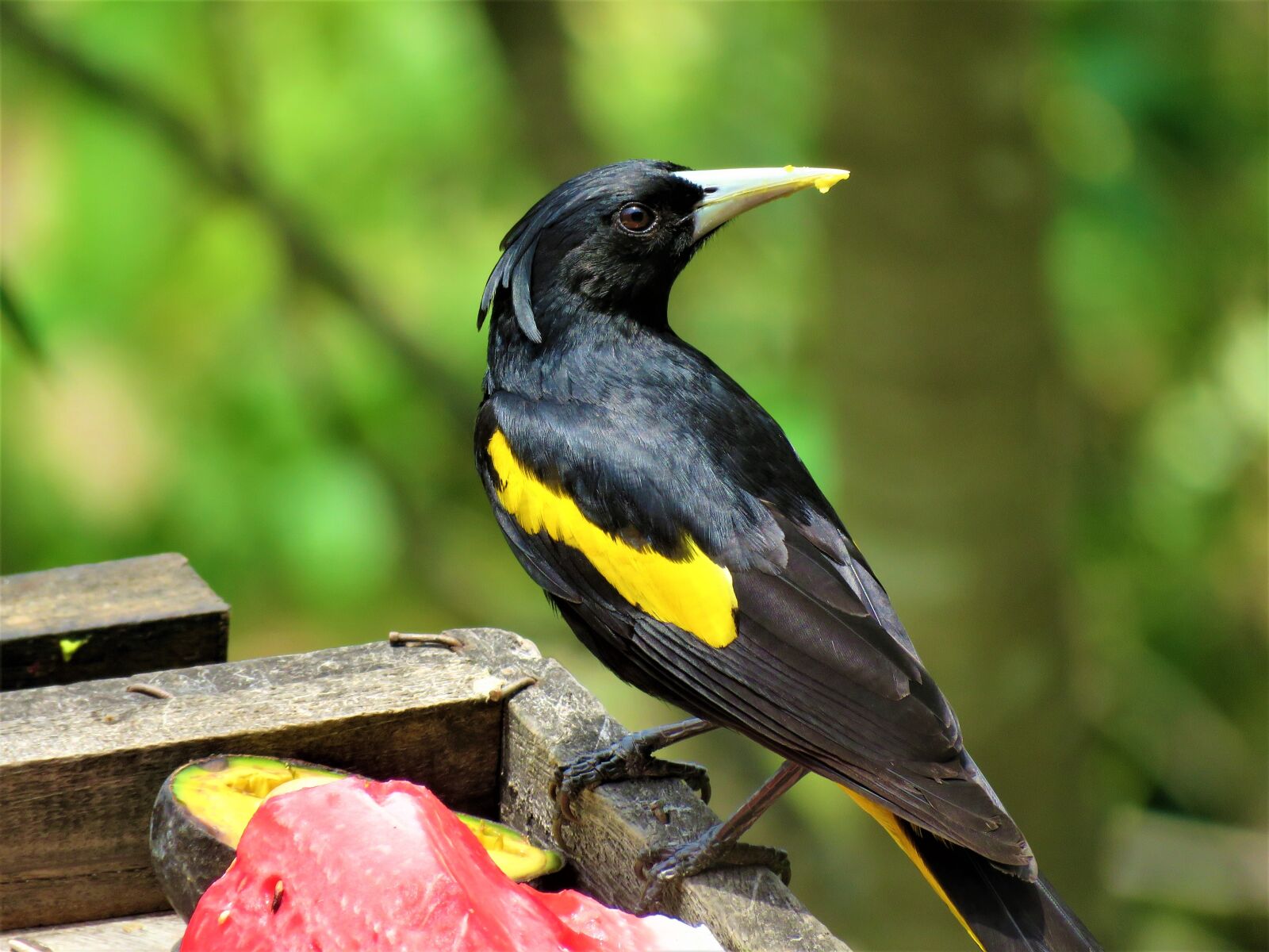 Canon PowerShot SX60 HS sample photo. Yellow winged cacique, cacique photography